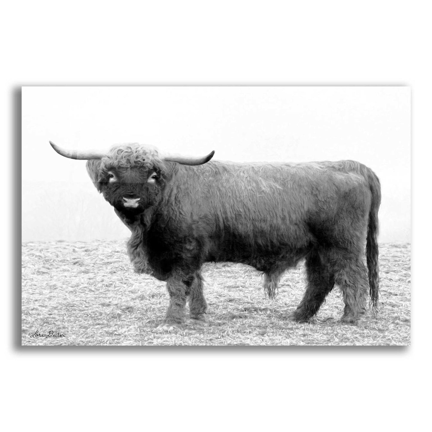 Epic Art 'Scotty the Bull' by Lori Deiter Acrylic Glass Wall Art