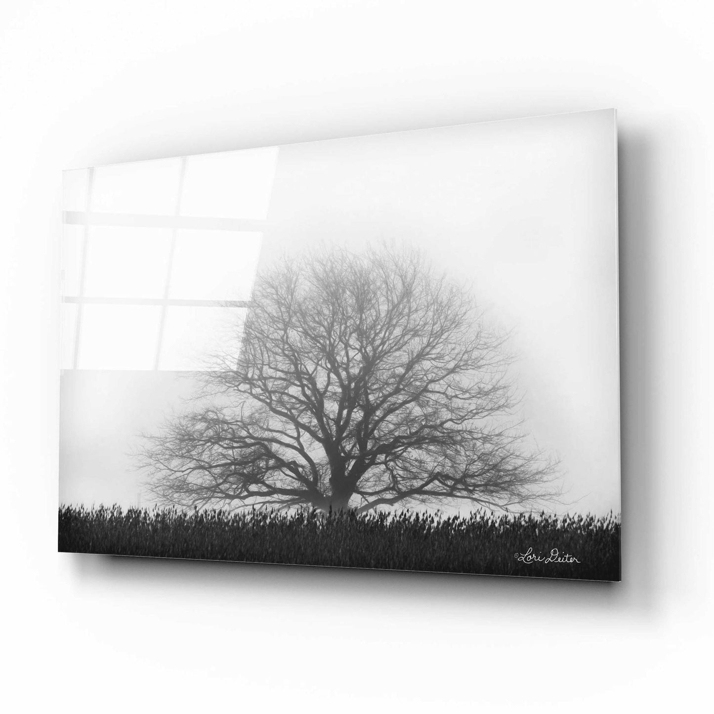 Epic Art 'Foggy Old Tree' by Lori Deiter Acrylic Glass Wall Art,16x12