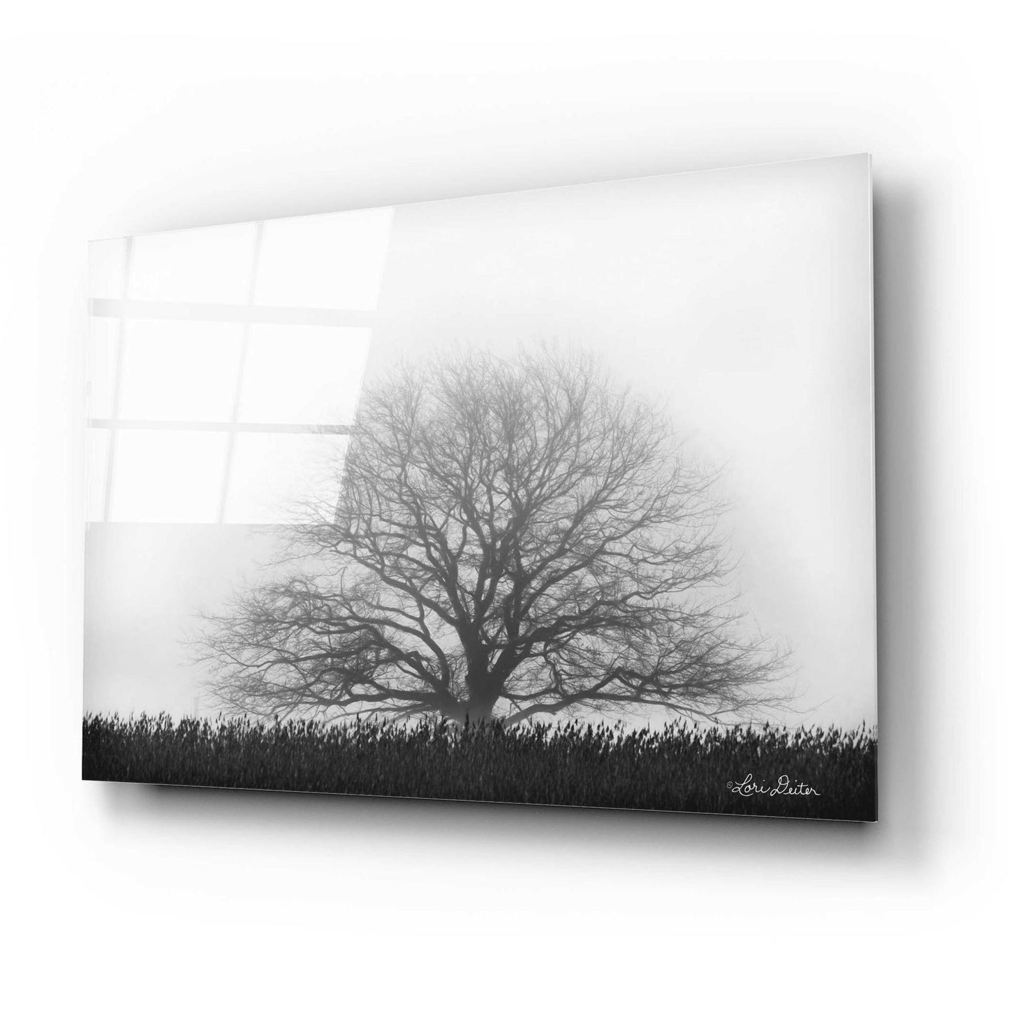 Epic Art 'Foggy Old Tree' by Lori Deiter Acrylic Glass Wall Art,24x16