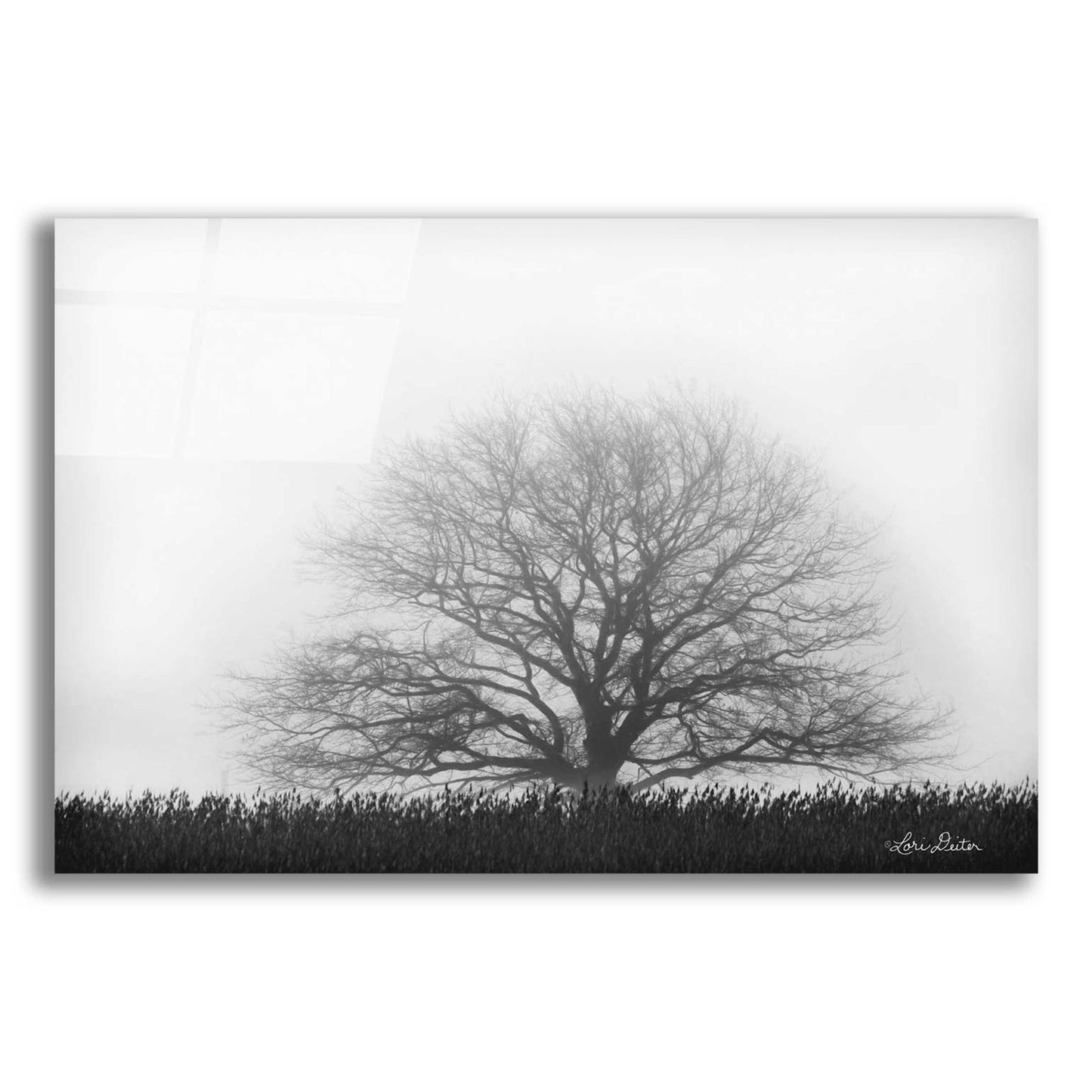 Epic Art 'Foggy Old Tree' by Lori Deiter Acrylic Glass Wall Art,24x16