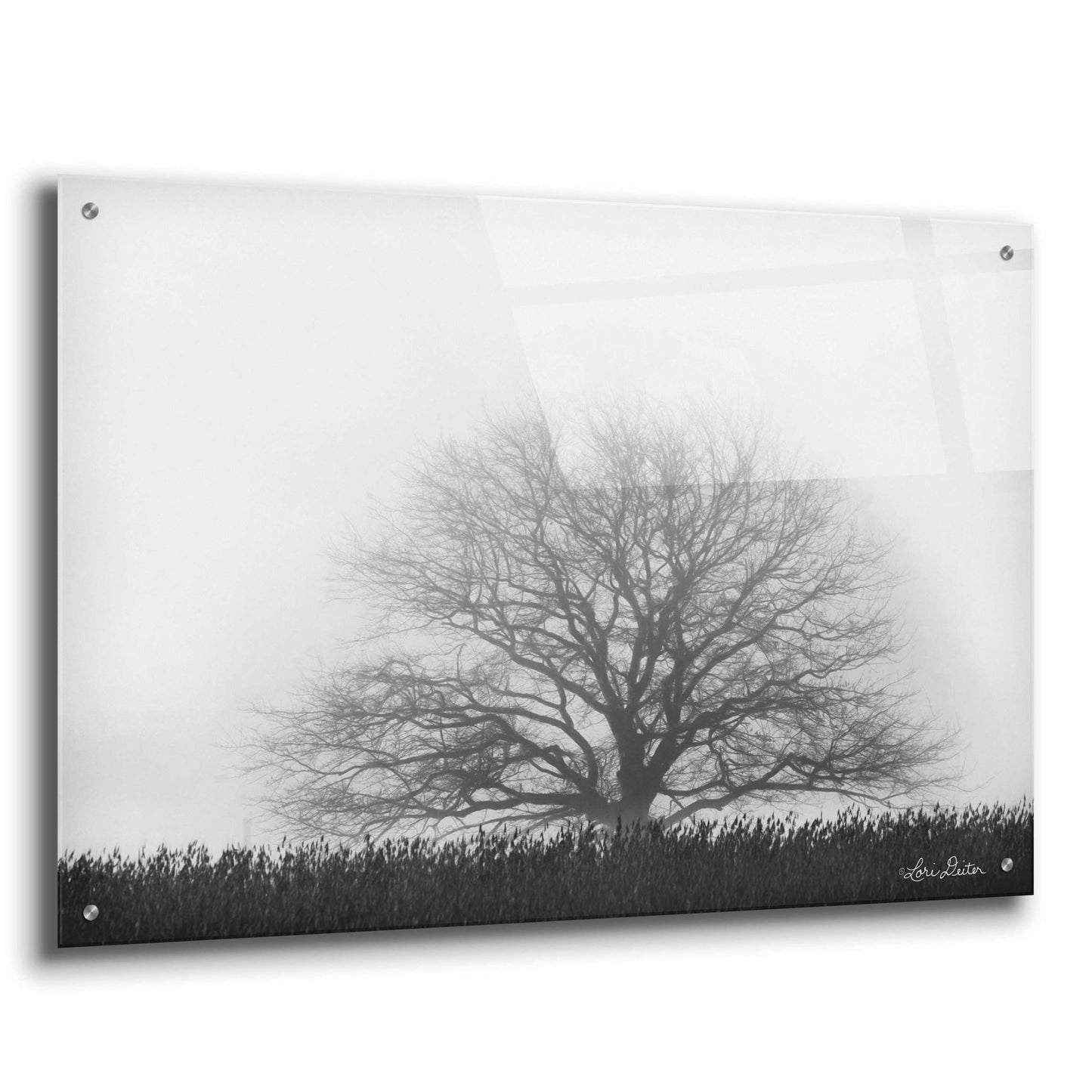 Epic Art 'Foggy Old Tree' by Lori Deiter Acrylic Glass Wall Art,36x24