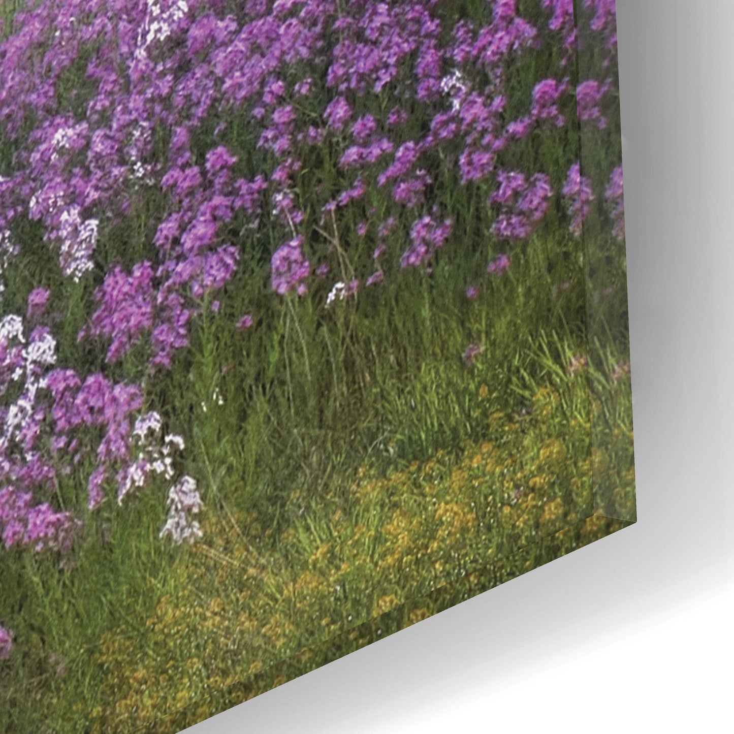 Epic Art 'Fragrant Field' by Lori Deiter Acrylic Glass Wall Art,16x12