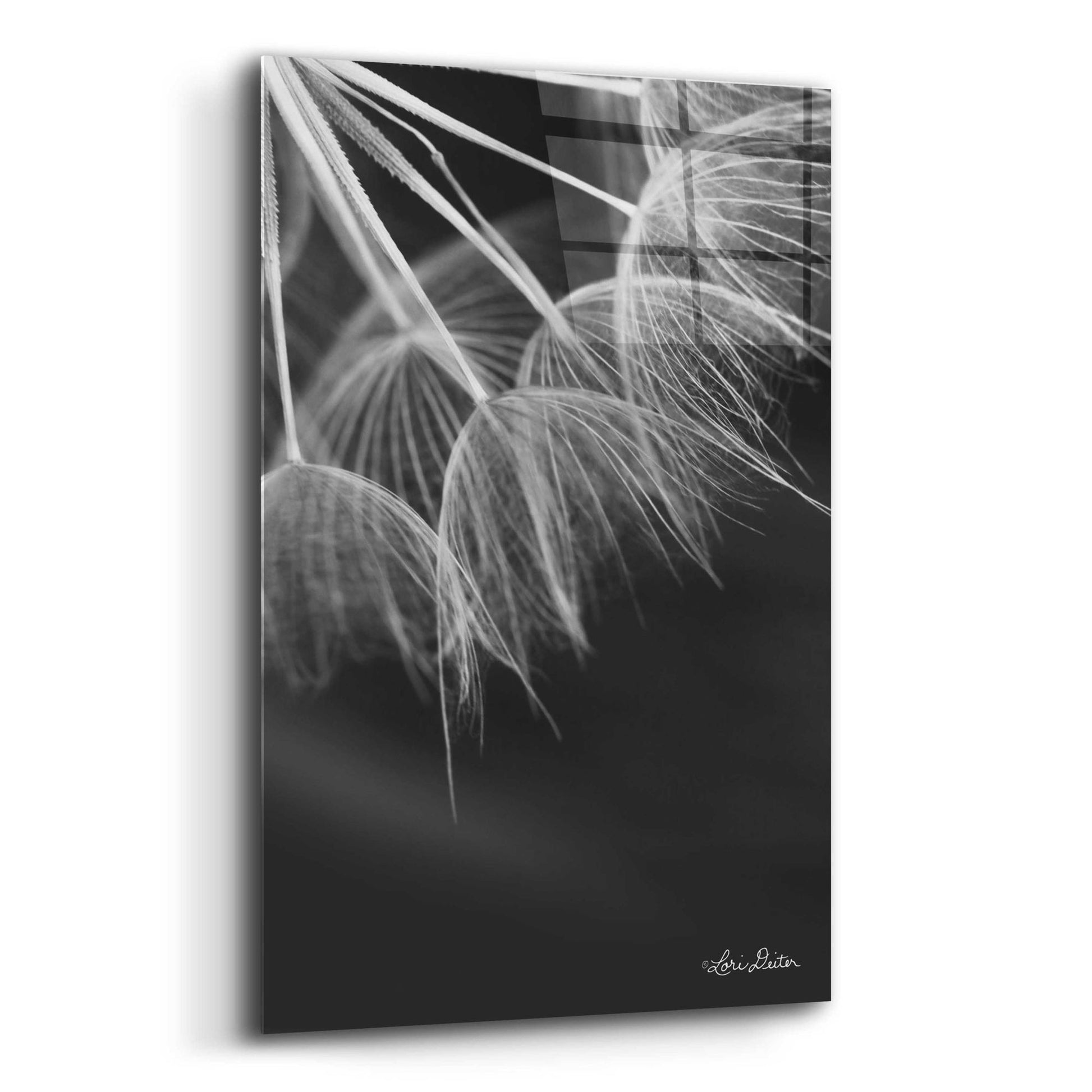 Epic Art 'Goatsbeard I' by Lori Deiter Acrylic Glass Wall Art,12x16