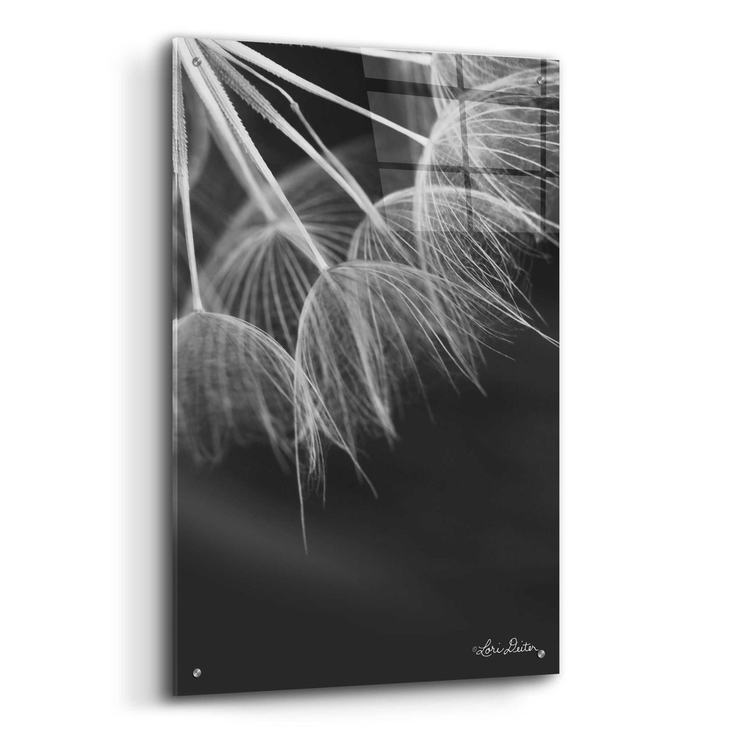 Epic Art 'Goatsbeard I' by Lori Deiter Acrylic Glass Wall Art,24x36