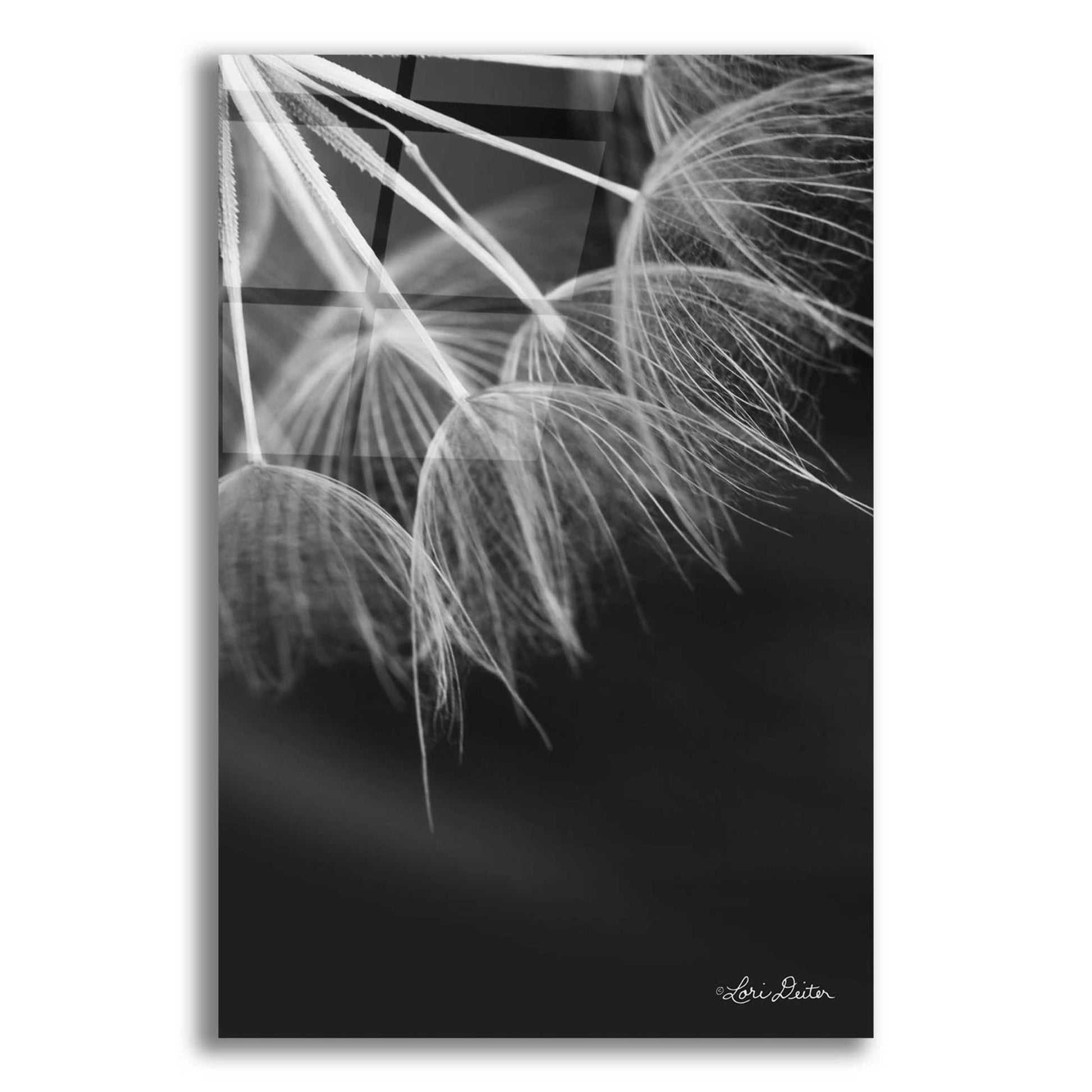 Epic Art 'Goatsbeard I' by Lori Deiter Acrylic Glass Wall Art