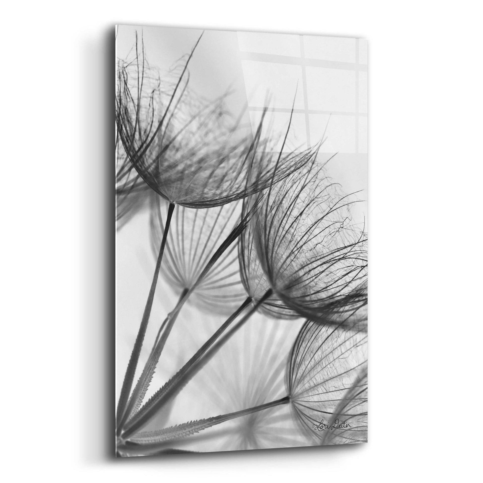 Epic Art 'Goatsbeard II' by Lori Deiter Acrylic Glass Wall Art,12x16