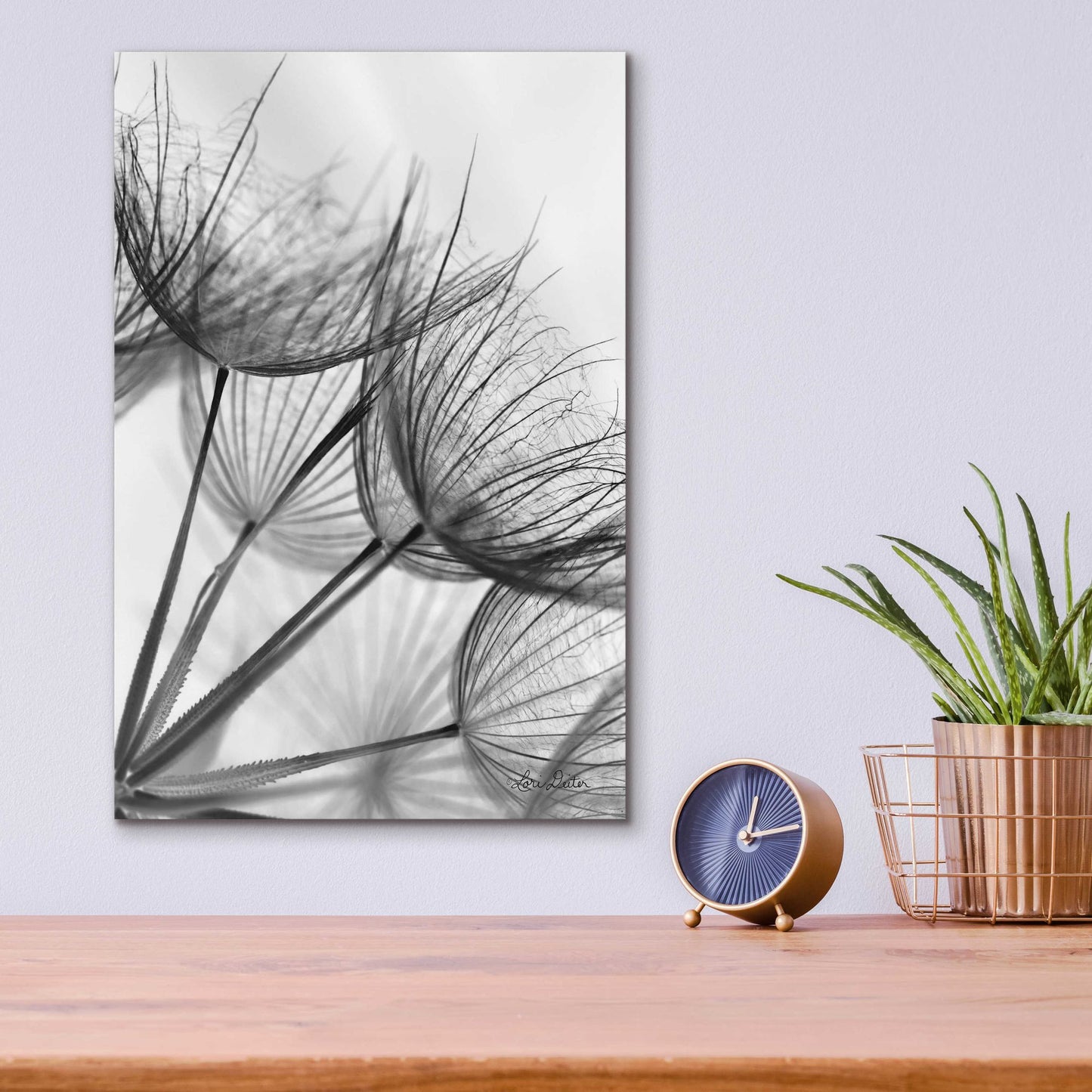 Epic Art 'Goatsbeard II' by Lori Deiter Acrylic Glass Wall Art,12x16