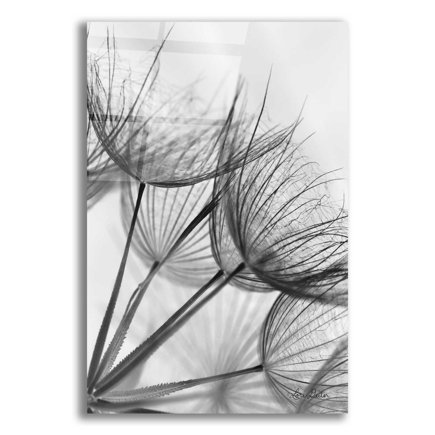 Epic Art 'Goatsbeard II' by Lori Deiter Acrylic Glass Wall Art