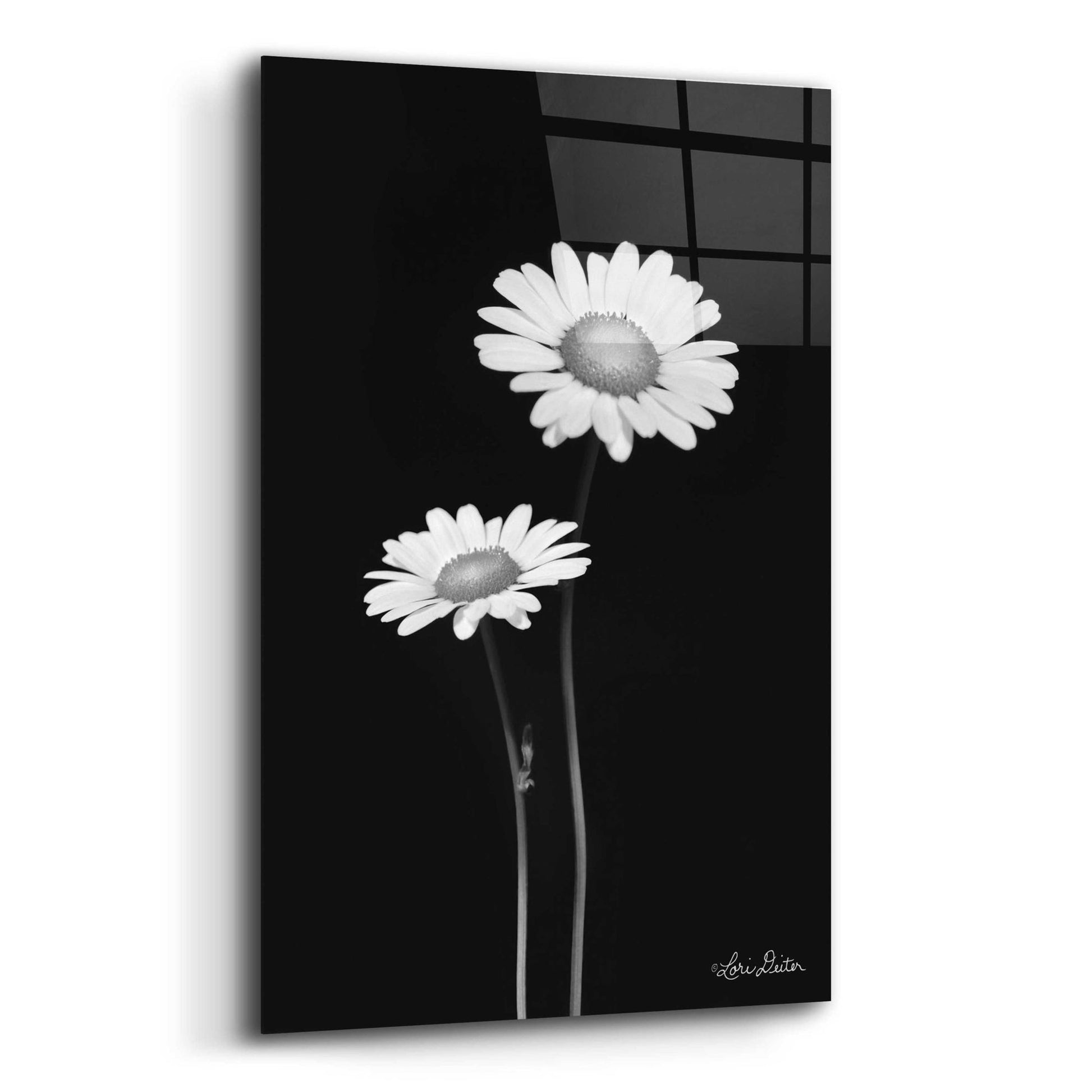 Epic Art 'Pair of Daisies' by Lori Deiter Acrylic Glass Wall Art,12x16