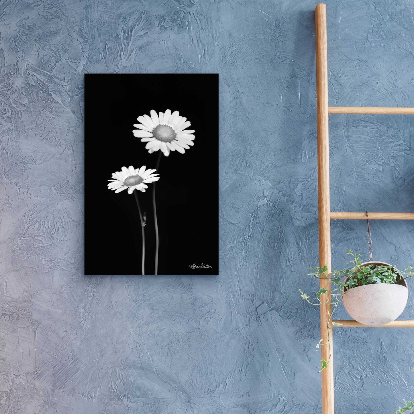 Epic Art 'Pair of Daisies' by Lori Deiter Acrylic Glass Wall Art,16x24