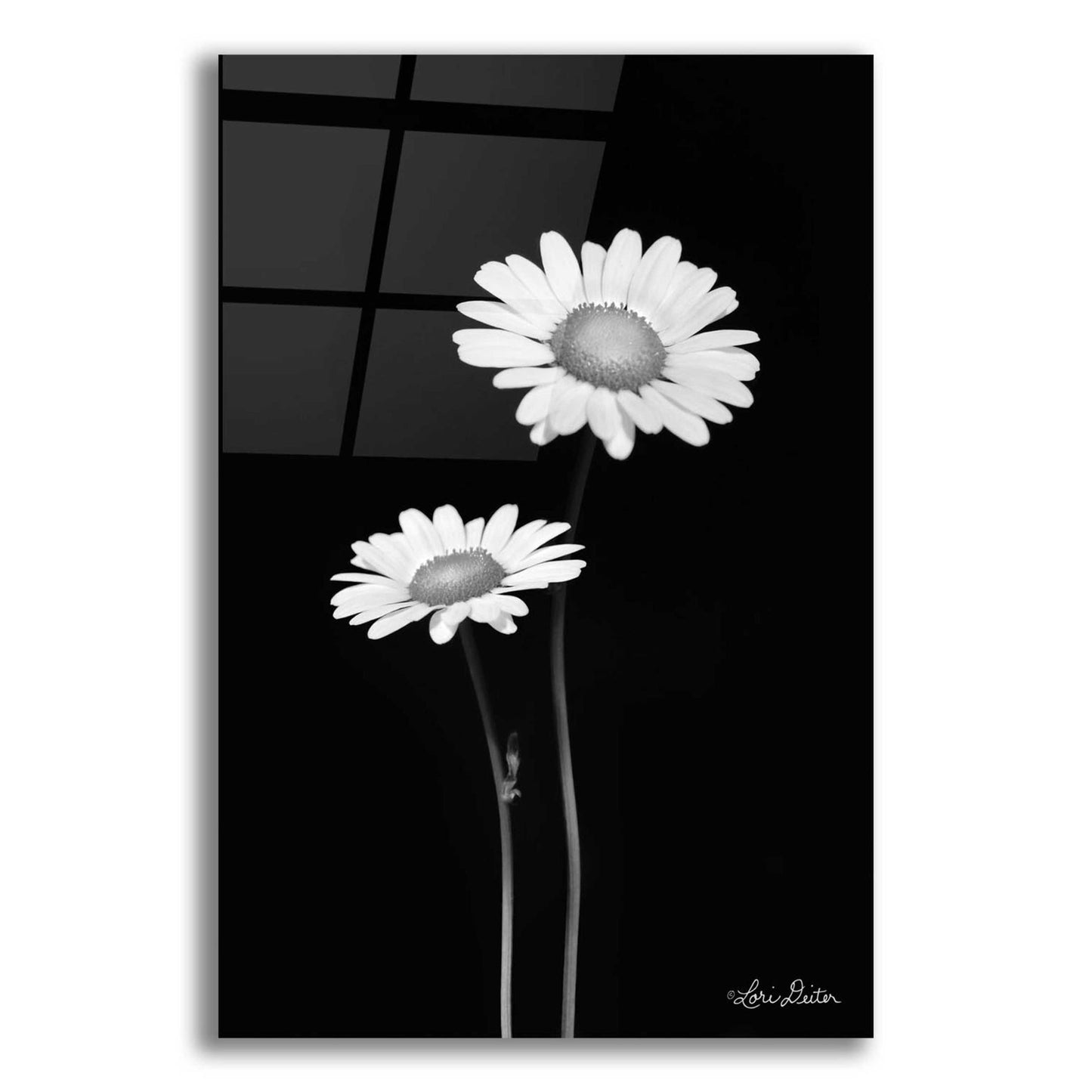 Epic Art 'Pair of Daisies' by Lori Deiter Acrylic Glass Wall Art