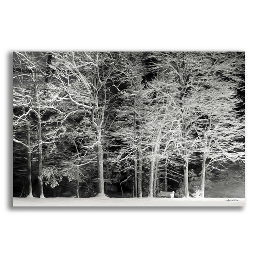 Epic Art 'Snowy Trees' by Lori Deiter Acrylic Glass Wall Art