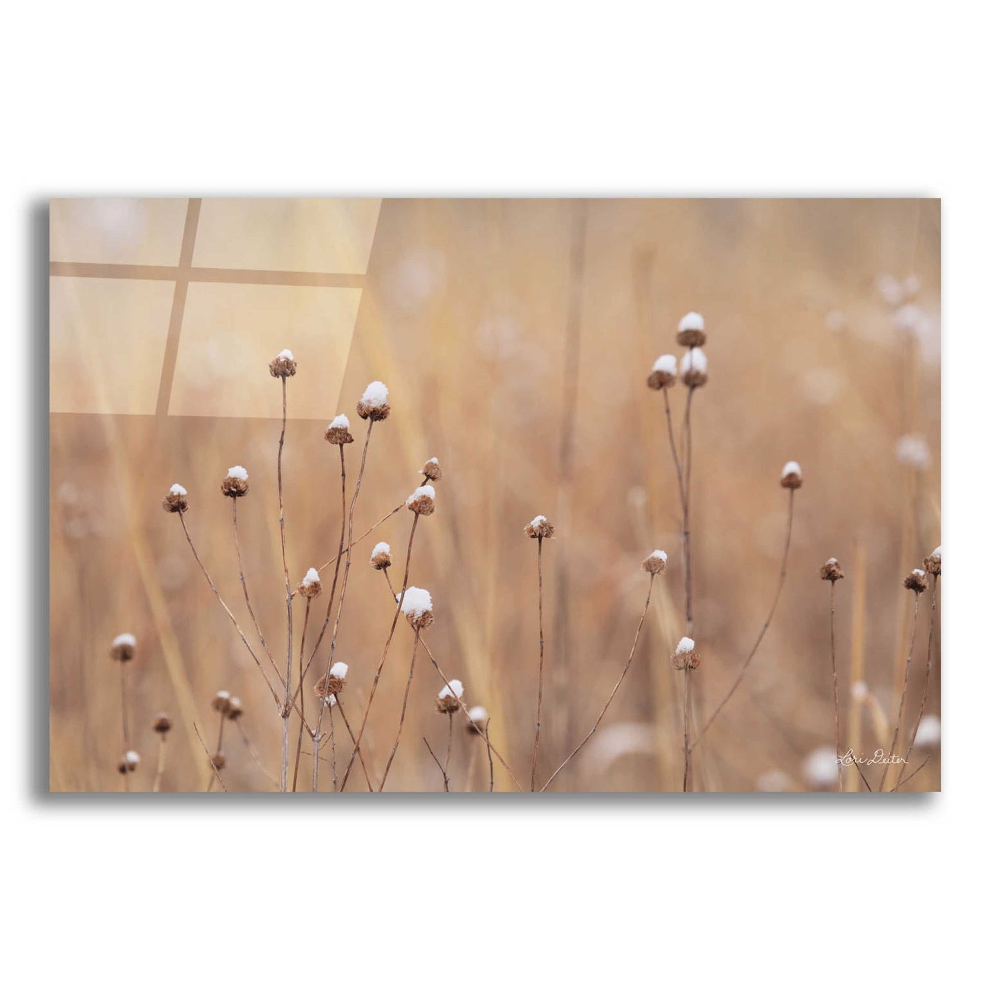 Epic Art 'Snow Capped Wildflowers' by Lori Deiter Acrylic Glass Wall Art,24x16