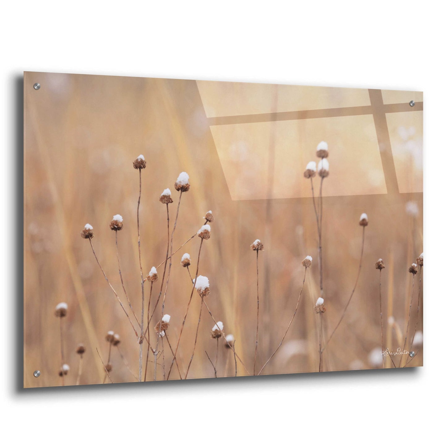 Epic Art 'Snow Capped Wildflowers' by Lori Deiter Acrylic Glass Wall Art,36x24