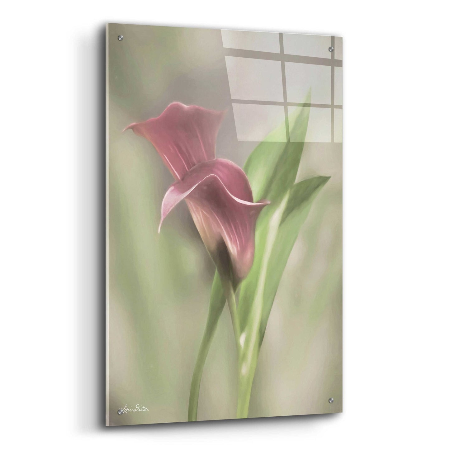 Epic Art 'Pink Calla Lily' by Lori Deiter Acrylic Glass Wall Art,24x36