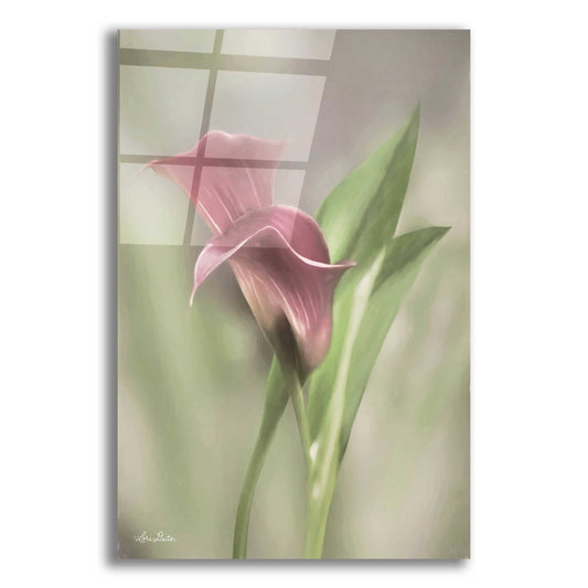 Epic Art 'Pink Calla Lily' by Lori Deiter Acrylic Glass Wall Art