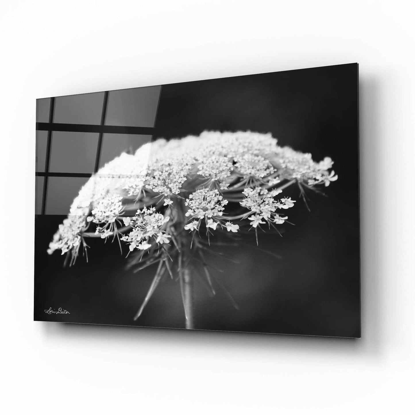 Epic Art 'Queen Anne's Lace' by Lori Deiter Acrylic Glass Wall Art,16x12