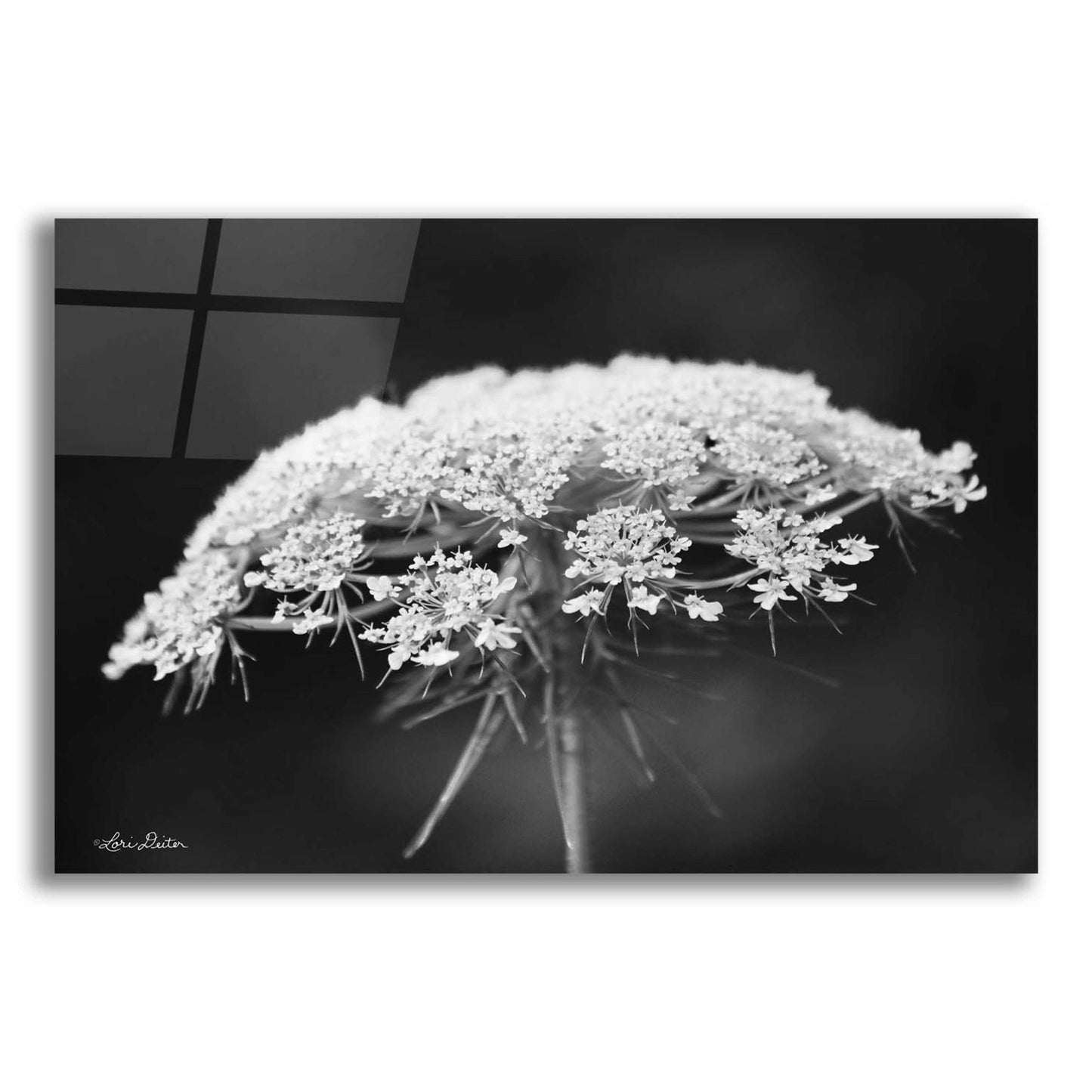 Epic Art 'Queen Anne's Lace' by Lori Deiter Acrylic Glass Wall Art,24x16