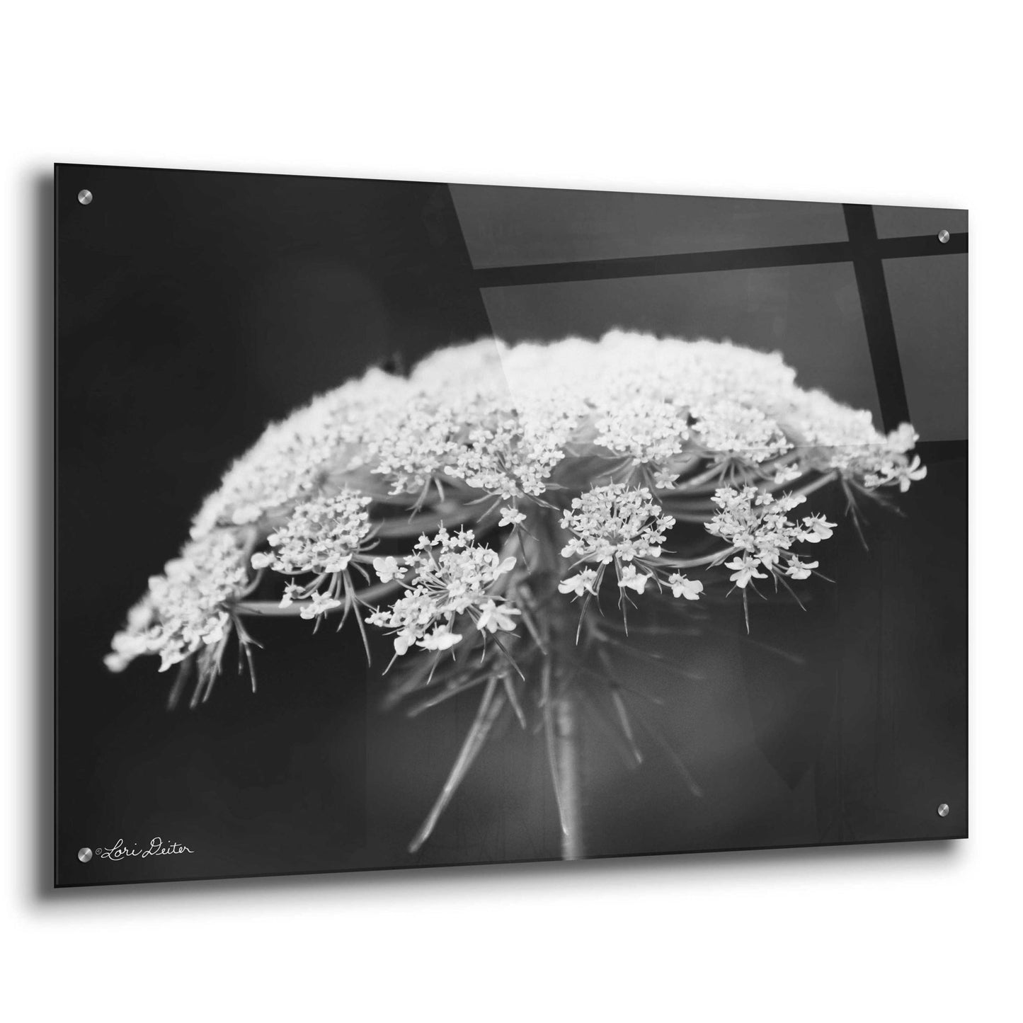 Epic Art 'Queen Anne's Lace' by Lori Deiter Acrylic Glass Wall Art,36x24