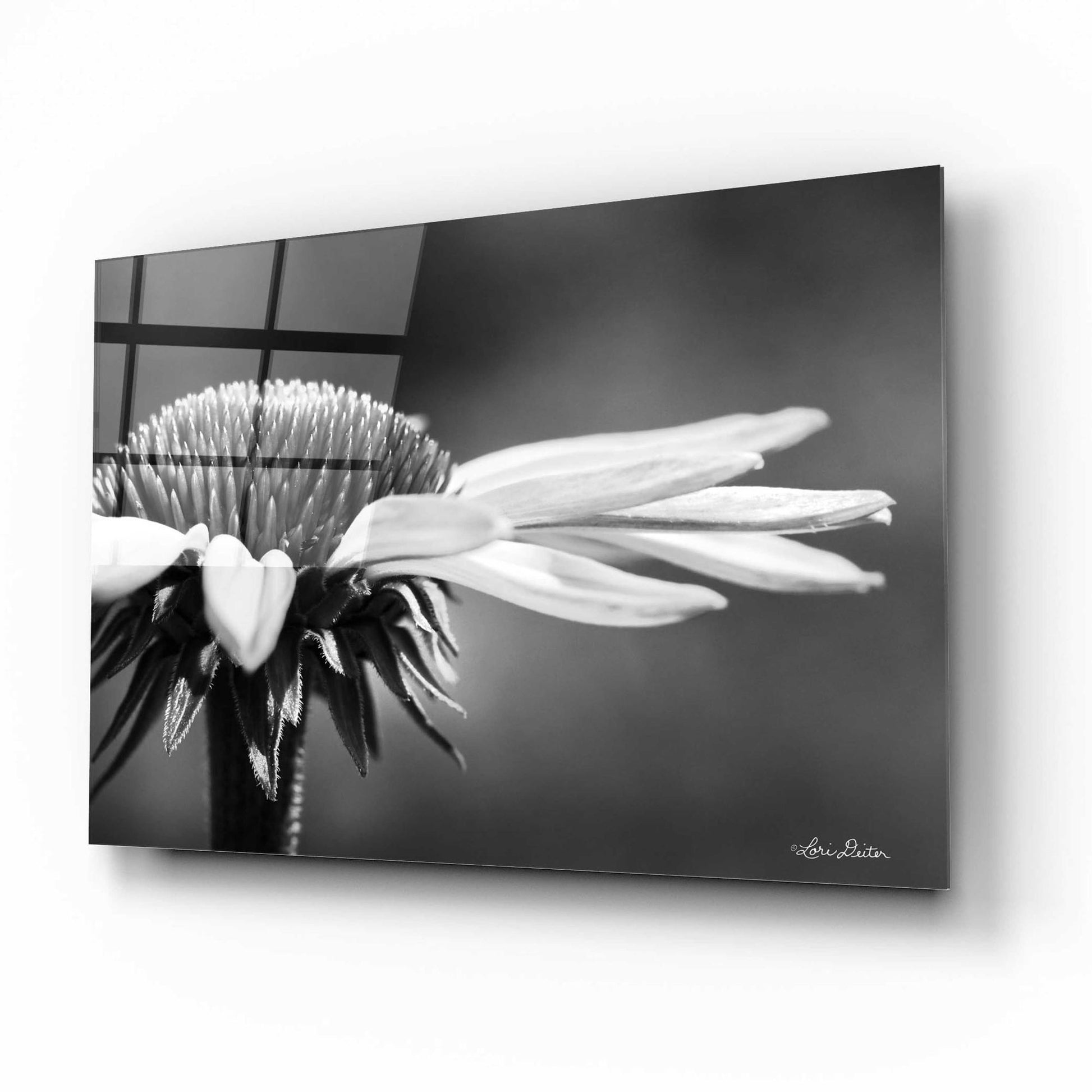 Epic Art 'Coneflower' by Lori Deiter Acrylic Glass Wall Art,16x12