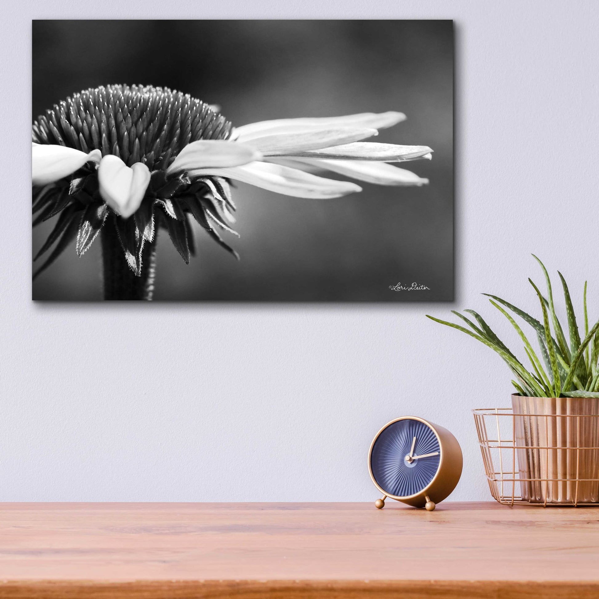 Epic Art 'Coneflower' by Lori Deiter Acrylic Glass Wall Art,16x12