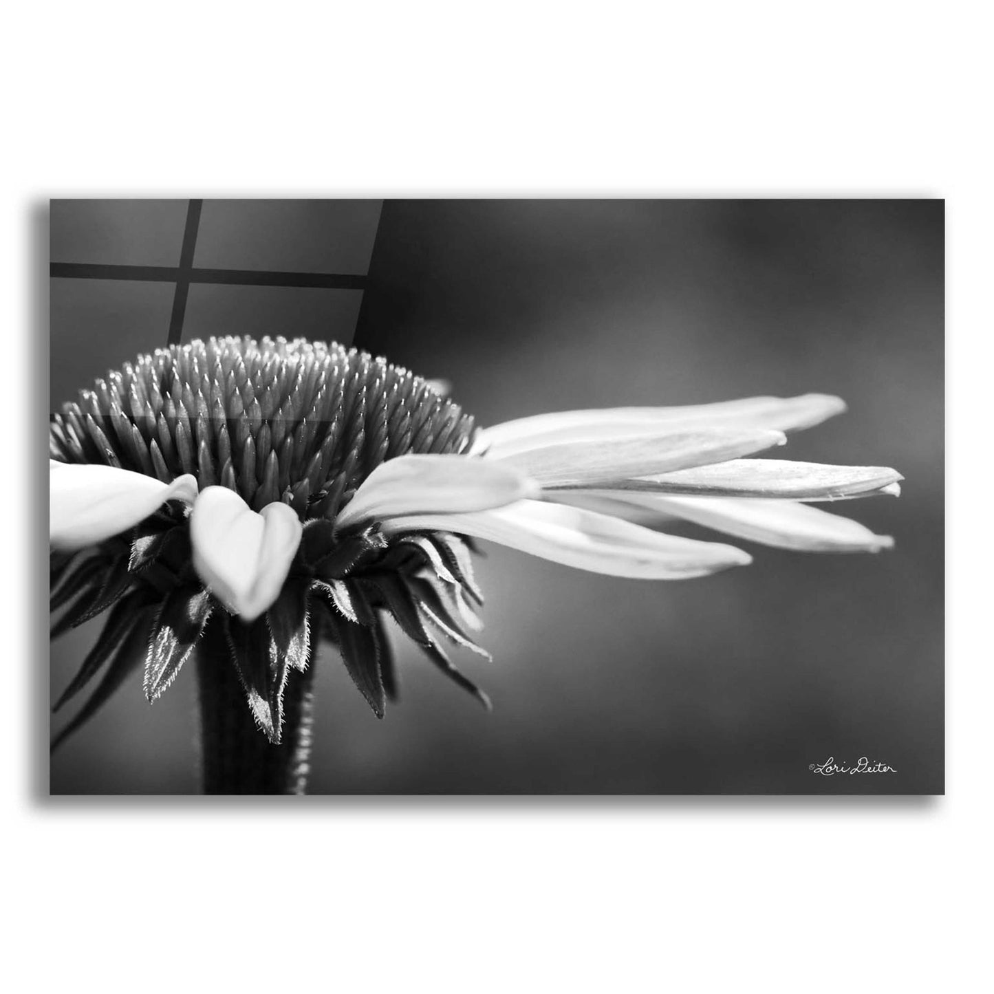 Epic Art 'Coneflower' by Lori Deiter Acrylic Glass Wall Art,24x16