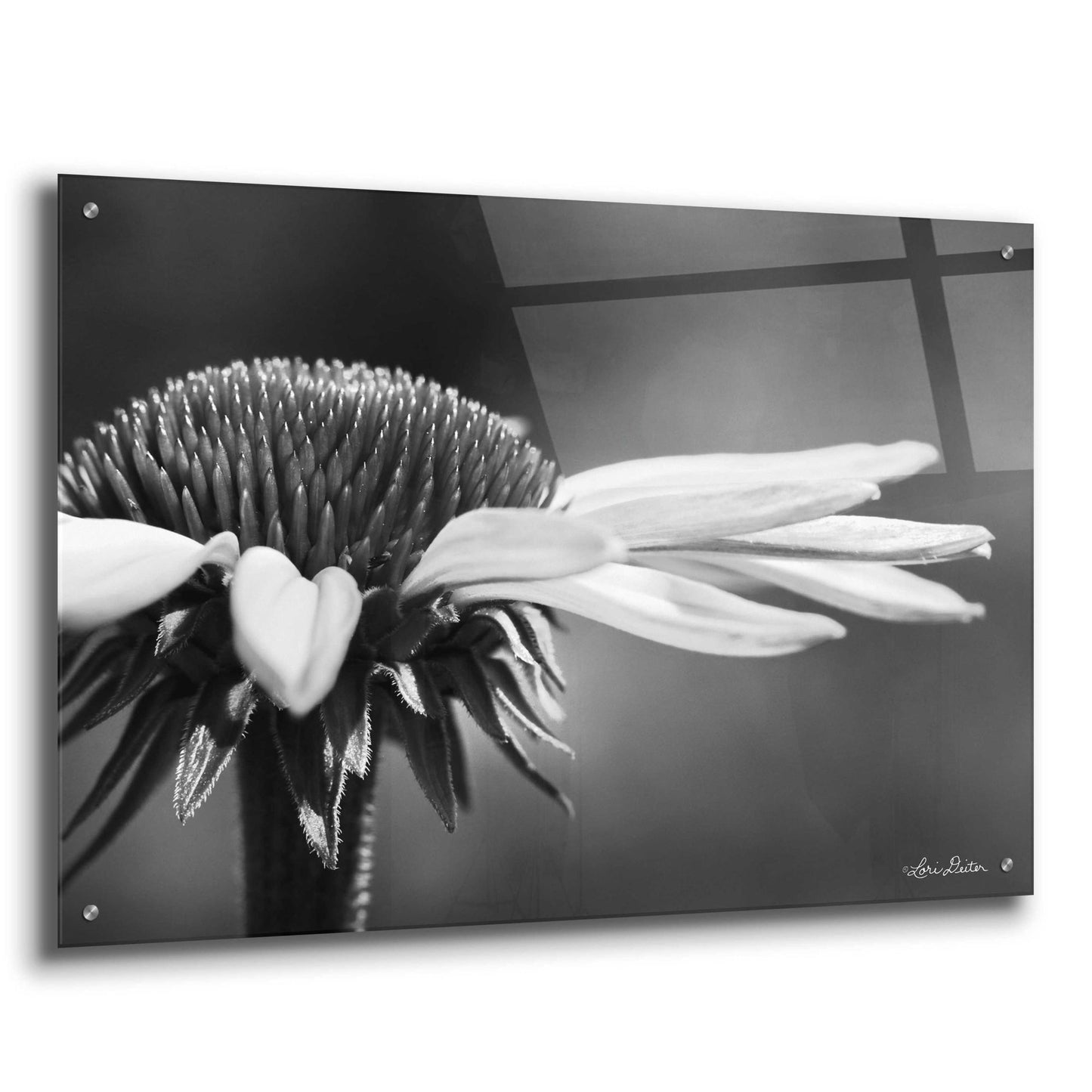 Epic Art 'Coneflower' by Lori Deiter Acrylic Glass Wall Art,36x24