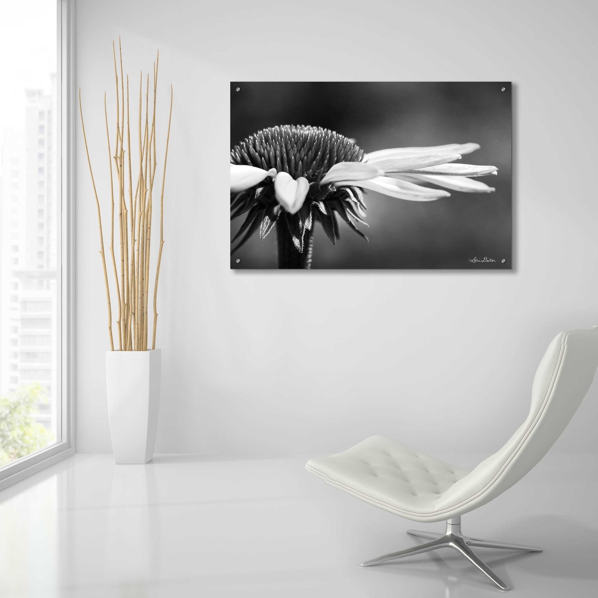 Epic Art 'Coneflower' by Lori Deiter Acrylic Glass Wall Art,36x24