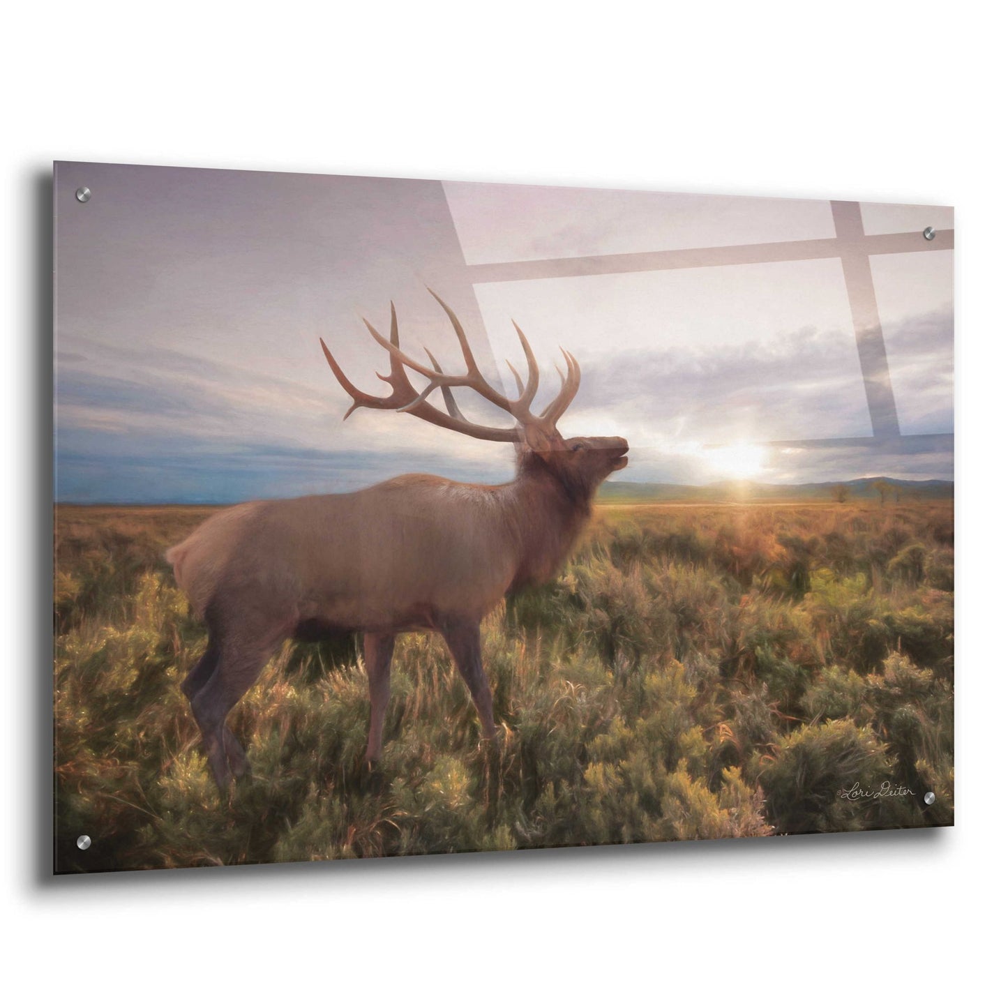 Epic Art 'Jackson Sunrise with Elk' by Lori Deiter Acrylic Glass Wall Art,36x24