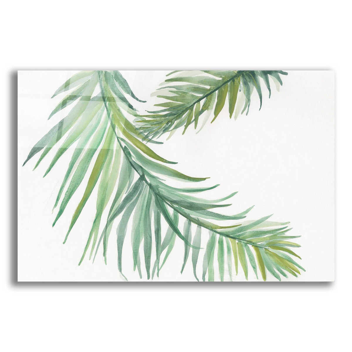 Ferns IV by Chris Paschke acrylic glass wall art