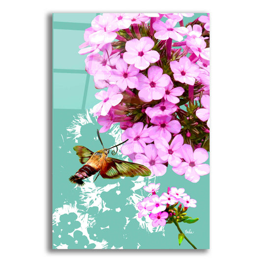 Epic Art 'Clearwing On Flox' by Evelia Designs Acrylic Glass Wall Art