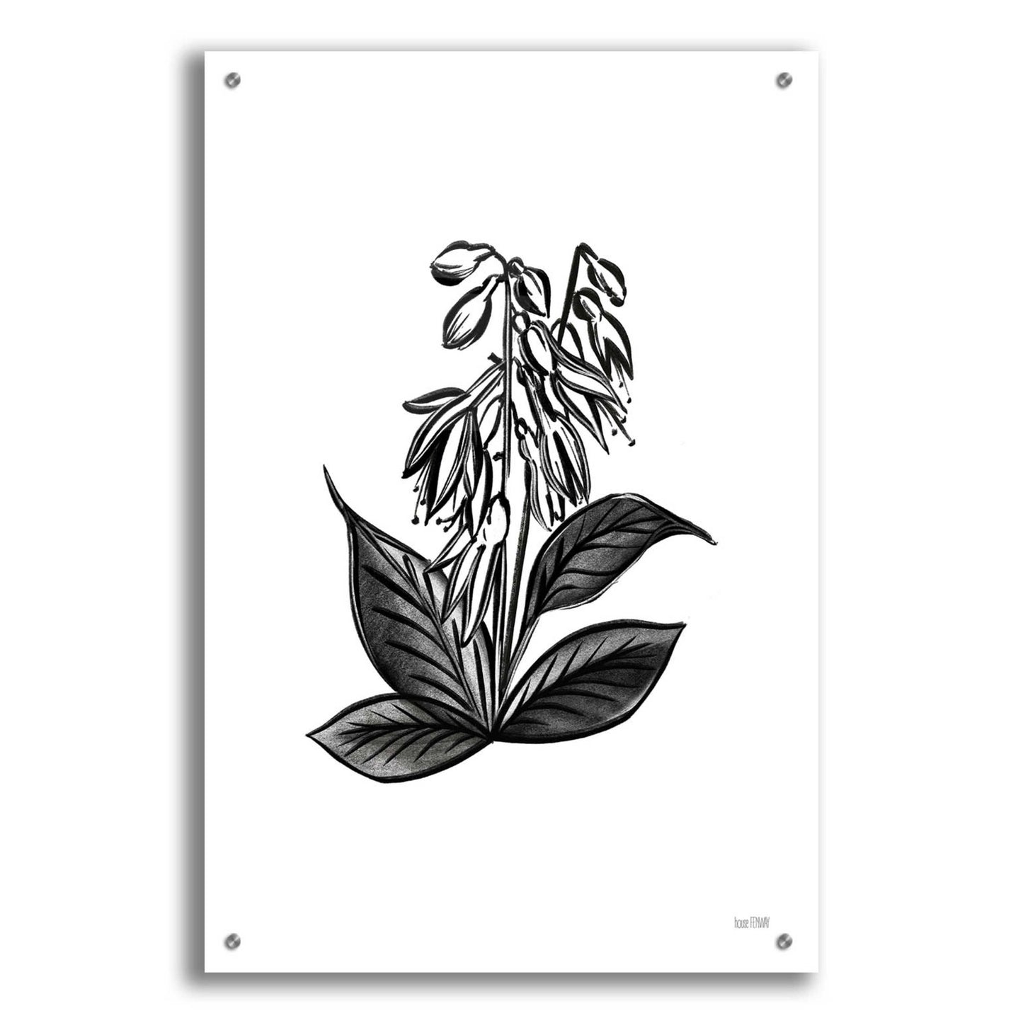 Epic Art 'Pen And Ink Wildflower III' by House Fenway, Acrylic Glass Wall Art,24x36