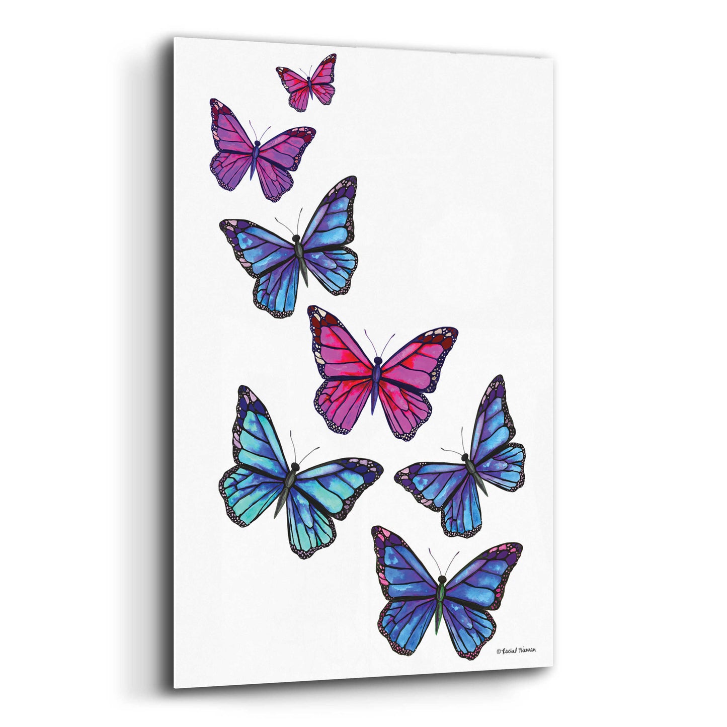 Epic Art 'Vibrant Flying Butterflies' by Rachel Nieman, Acrylic Glass Wall Art,12x16