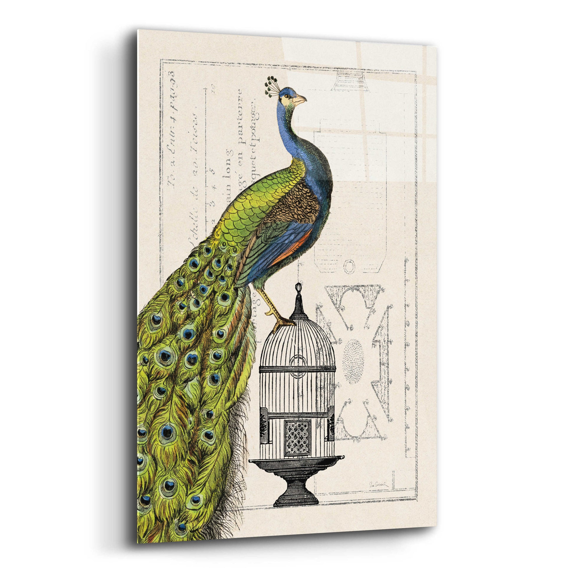 Epic Art 'Peacock Birdcage I' by Sue Schlabach, Acrylic Glass Wall Art,12x16