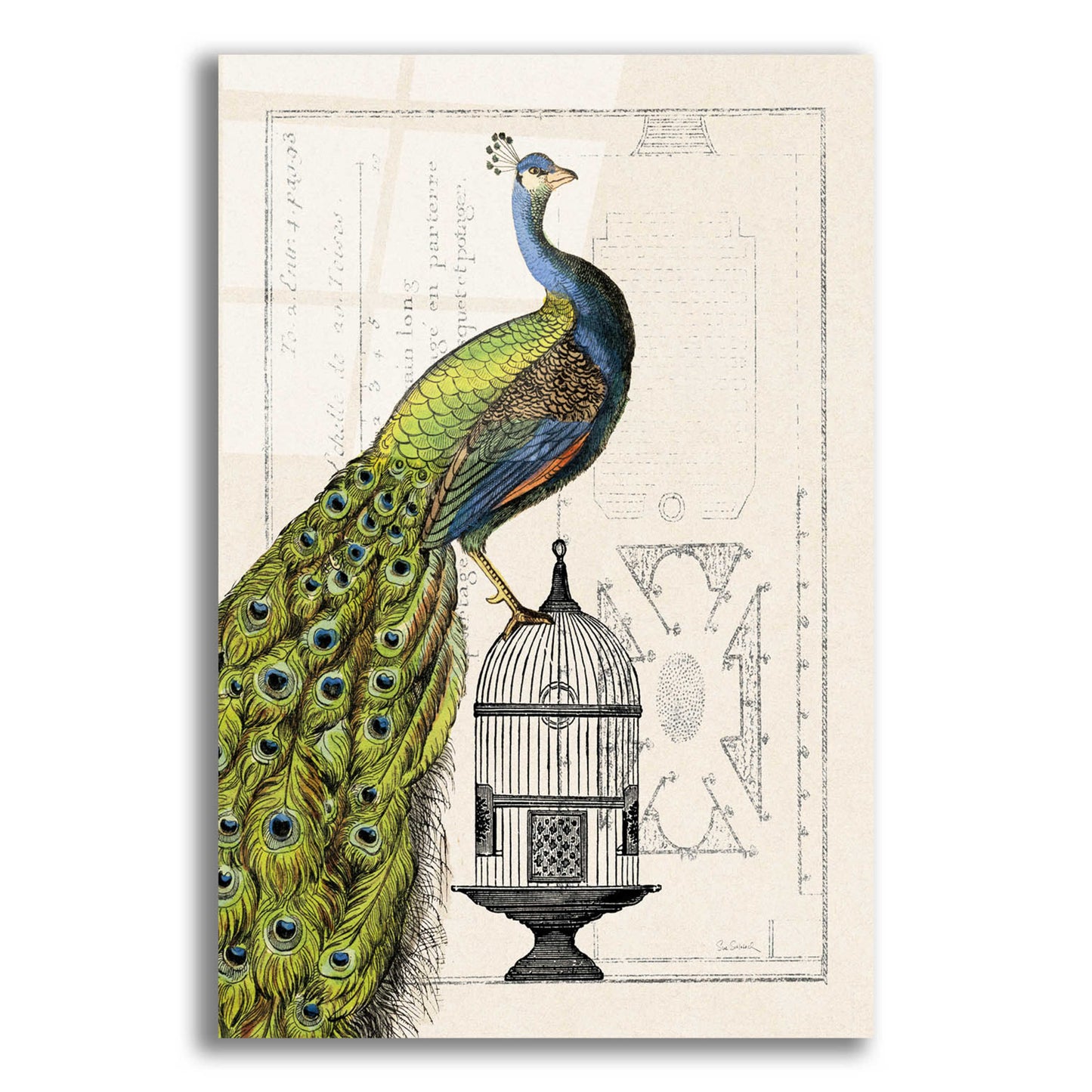 Epic Art 'Peacock Birdcage I' by Sue Schlabach, Acrylic Glass Wall Art,12x16