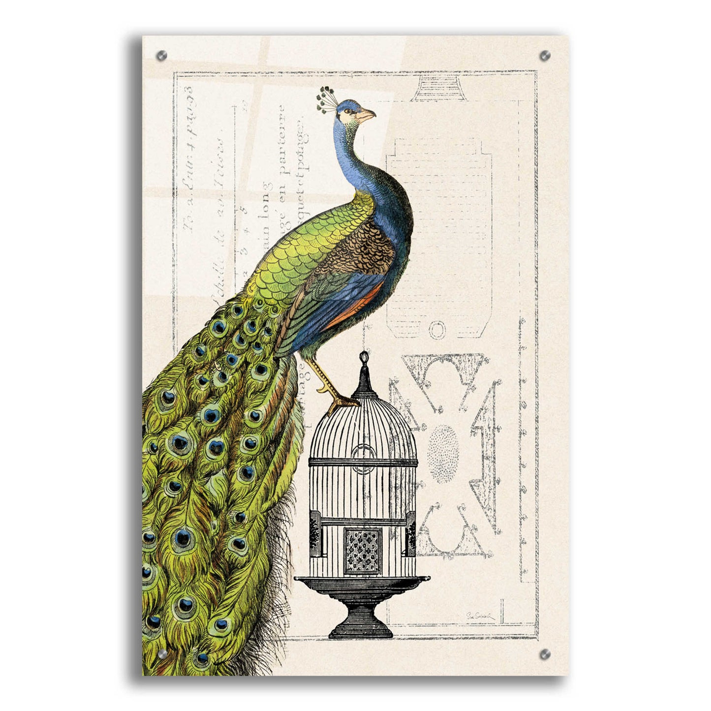 Epic Art 'Peacock Birdcage I' by Sue Schlabach, Acrylic Glass Wall Art,24x36