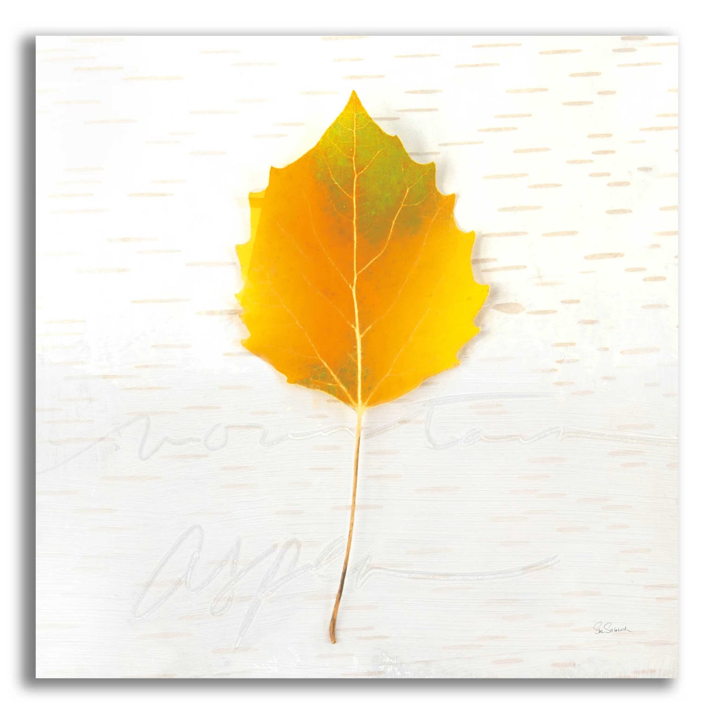 Epic Art 'Autumn Colors III' by Sue Schlabach, Acrylic Glass Wall Art,12x12