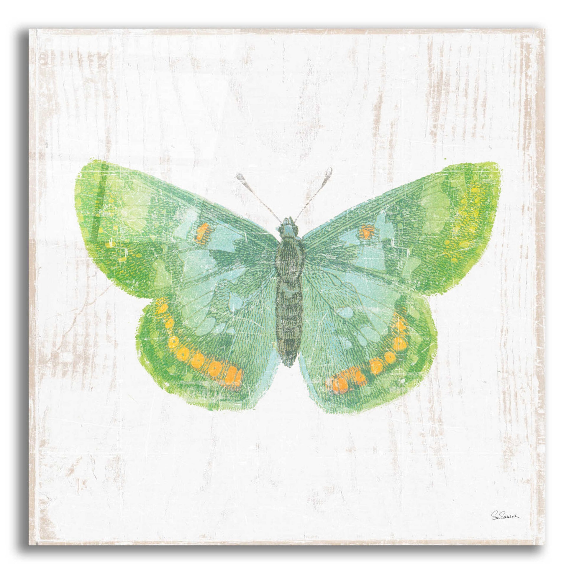 Epic Art 'White Barn Butterflies II' by Sue Schlabach, Acrylic Glass Wall Art,12x12