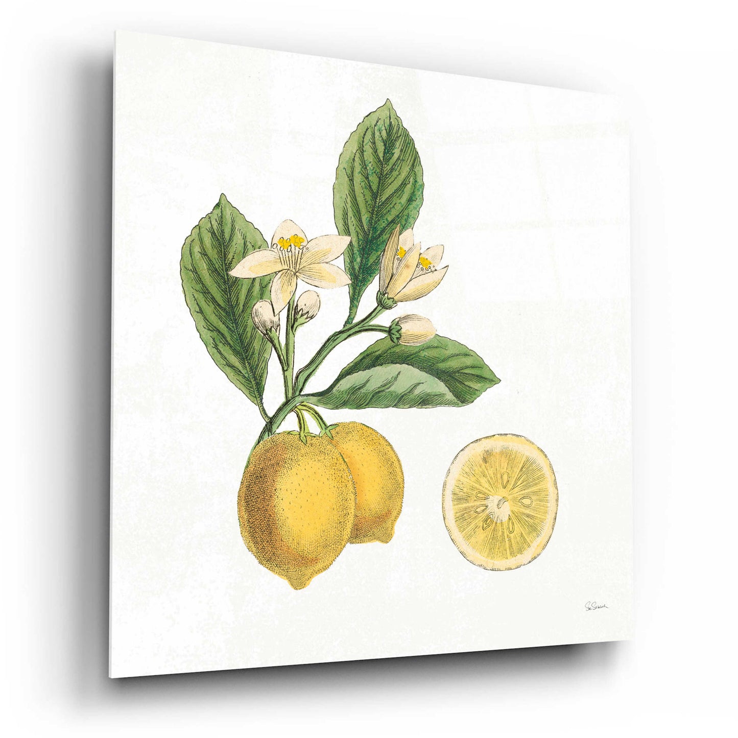 Epic Art 'Classic Citrus I' by Sue Schlabach, Acrylic Glass Wall Art,12x12