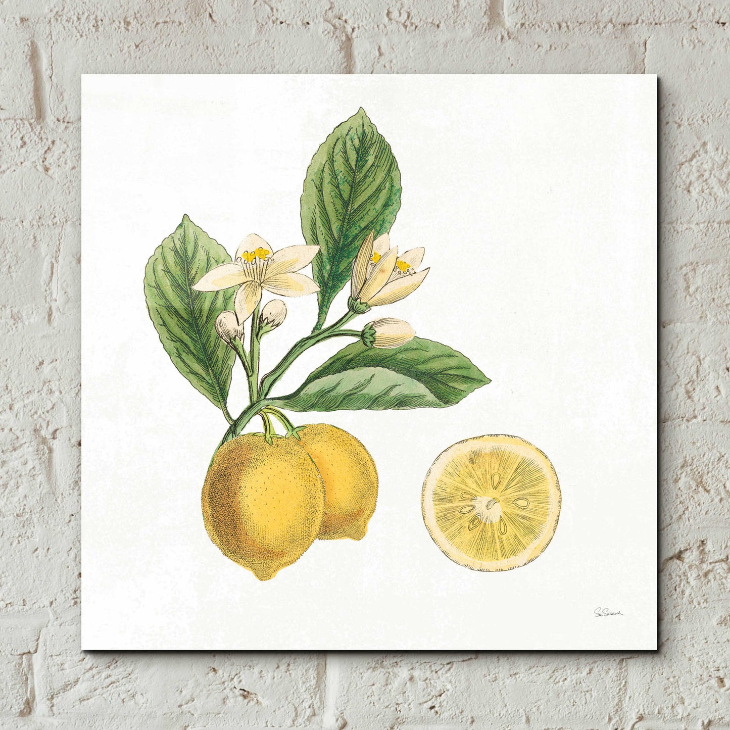 Epic Art 'Classic Citrus I' by Sue Schlabach, Acrylic Glass Wall Art,12x12