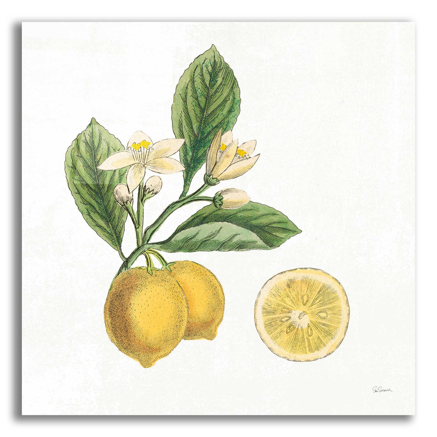 Epic Art 'Classic Citrus I' by Sue Schlabach, Acrylic Glass Wall Art,12x12