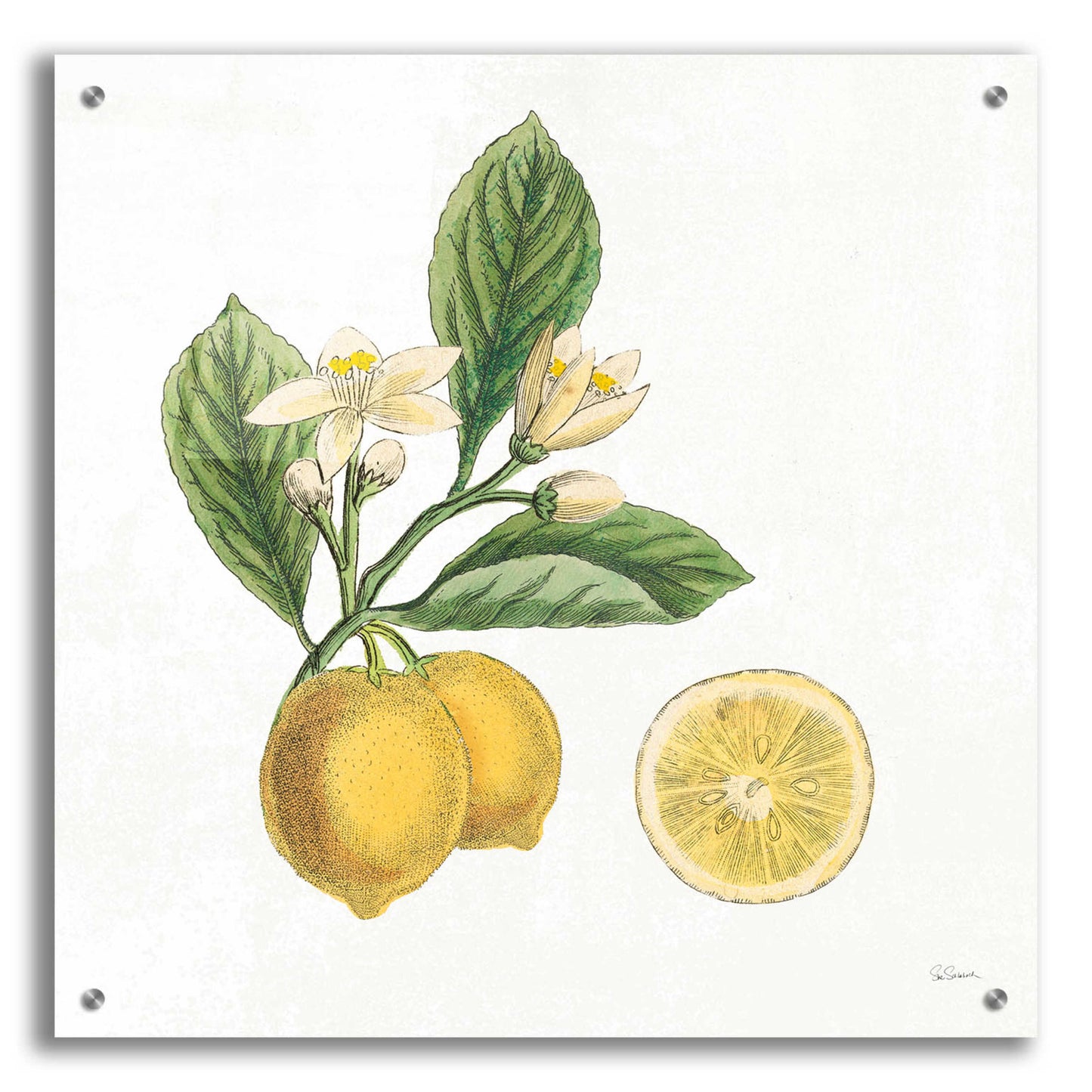 Epic Art 'Classic Citrus I' by Sue Schlabach, Acrylic Glass Wall Art,24x24