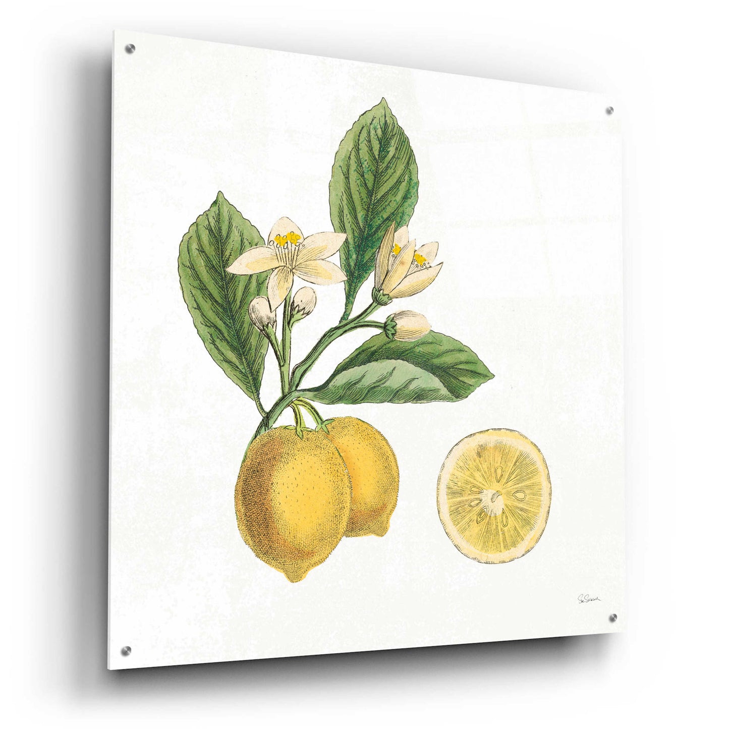 Epic Art 'Classic Citrus I' by Sue Schlabach, Acrylic Glass Wall Art,36x36