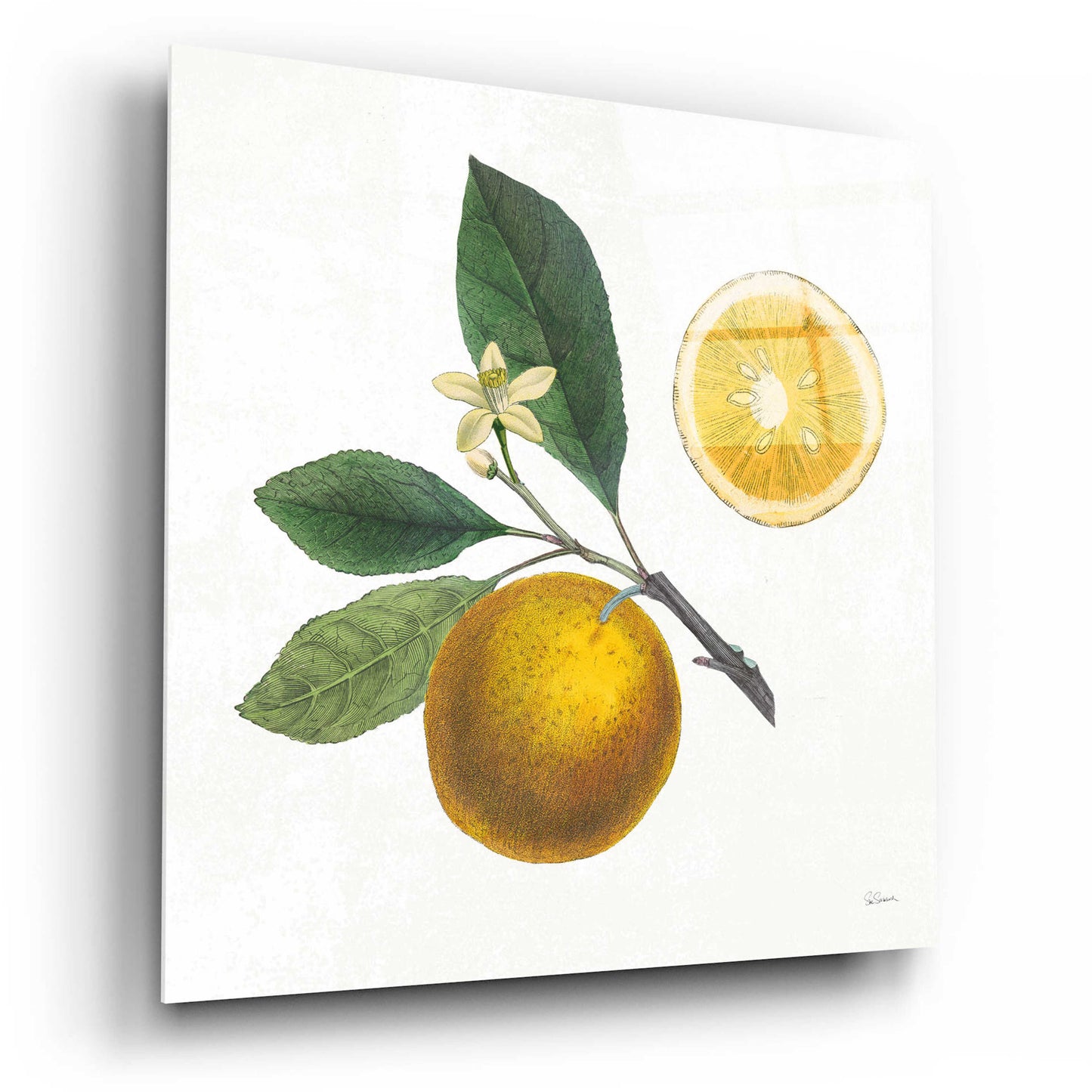 Epic Art 'Classic Citrus II' by Sue Schlabach, Acrylic Glass Wall Art,12x12