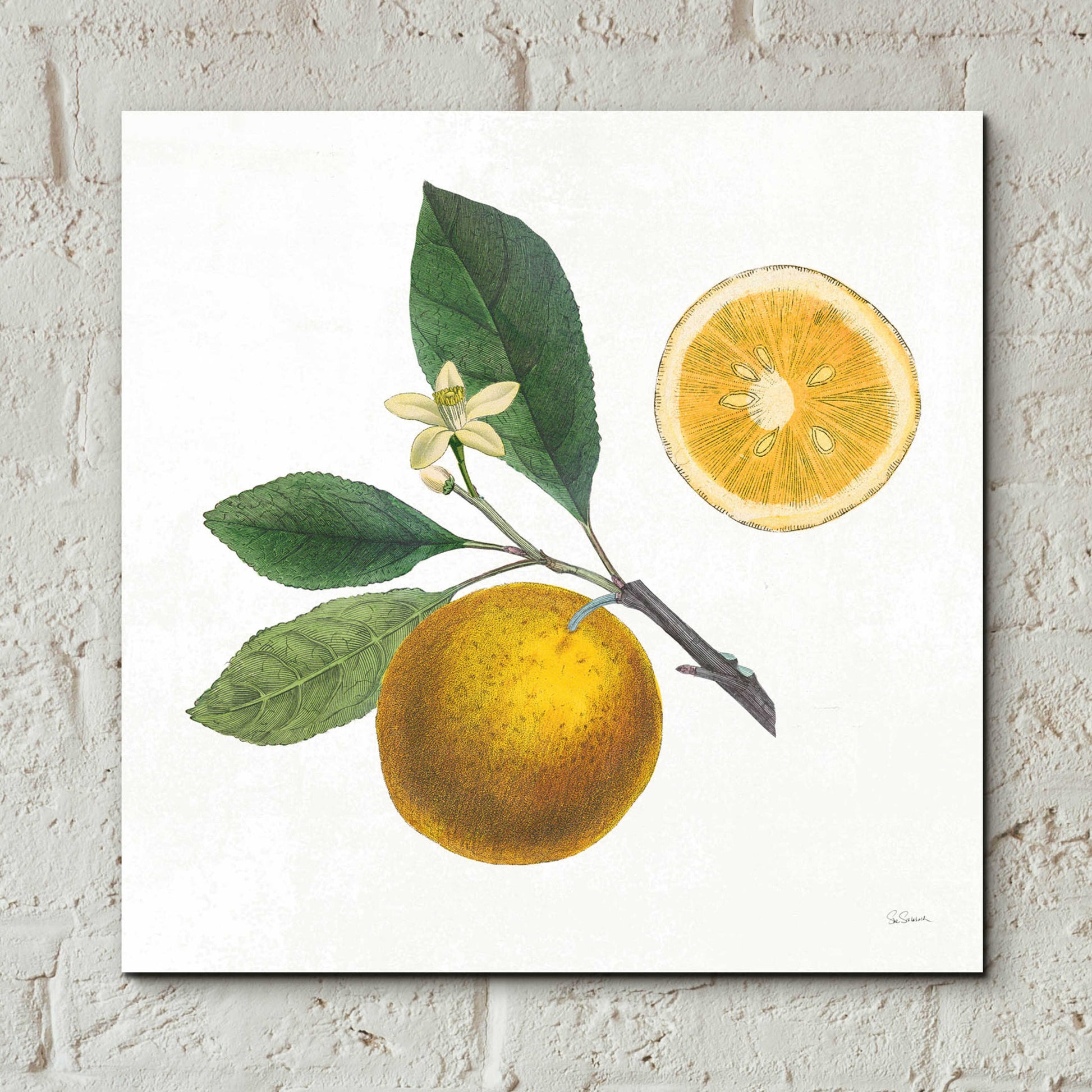 Epic Art 'Classic Citrus II' by Sue Schlabach, Acrylic Glass Wall Art,12x12