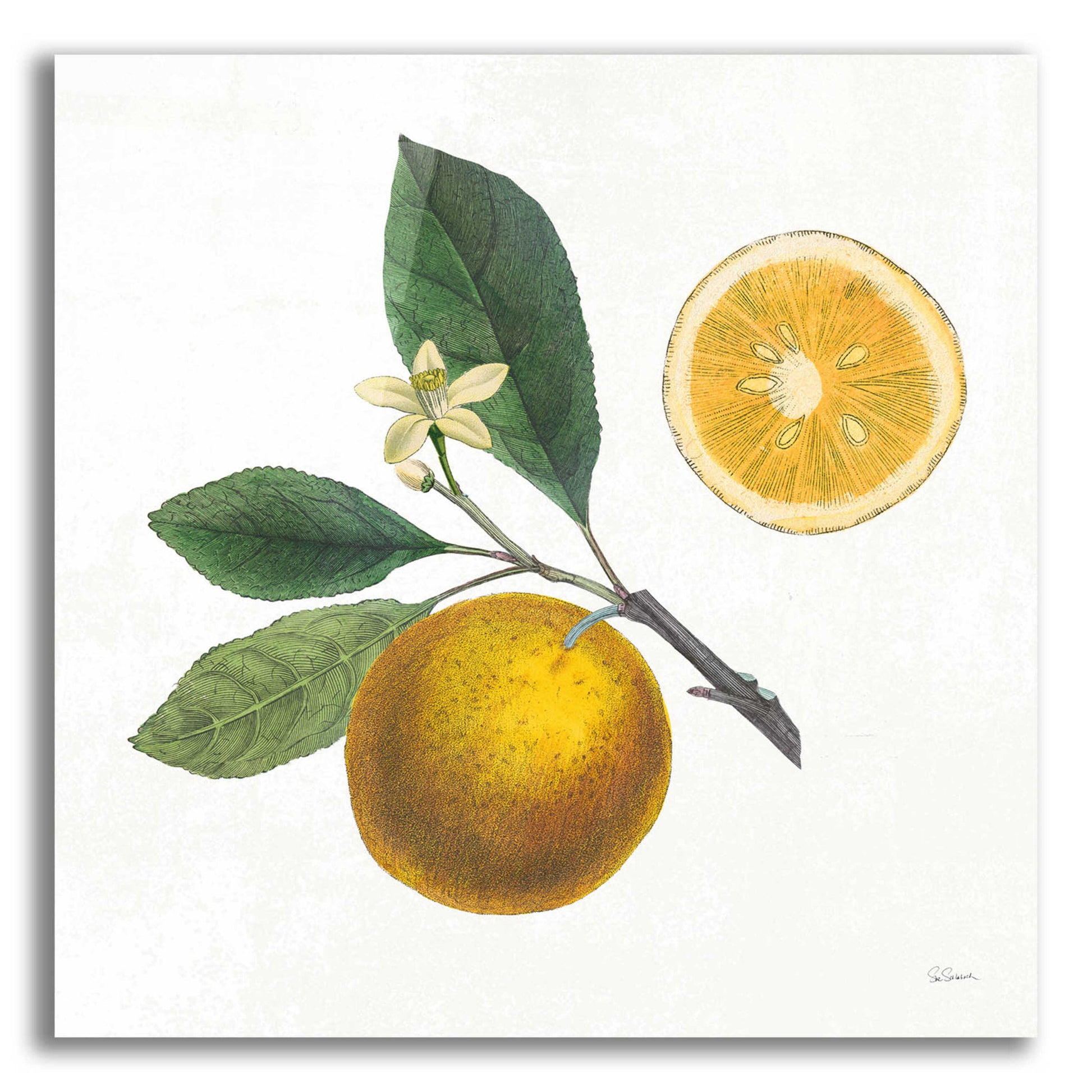 Epic Art 'Classic Citrus II' by Sue Schlabach, Acrylic Glass Wall Art,12x12