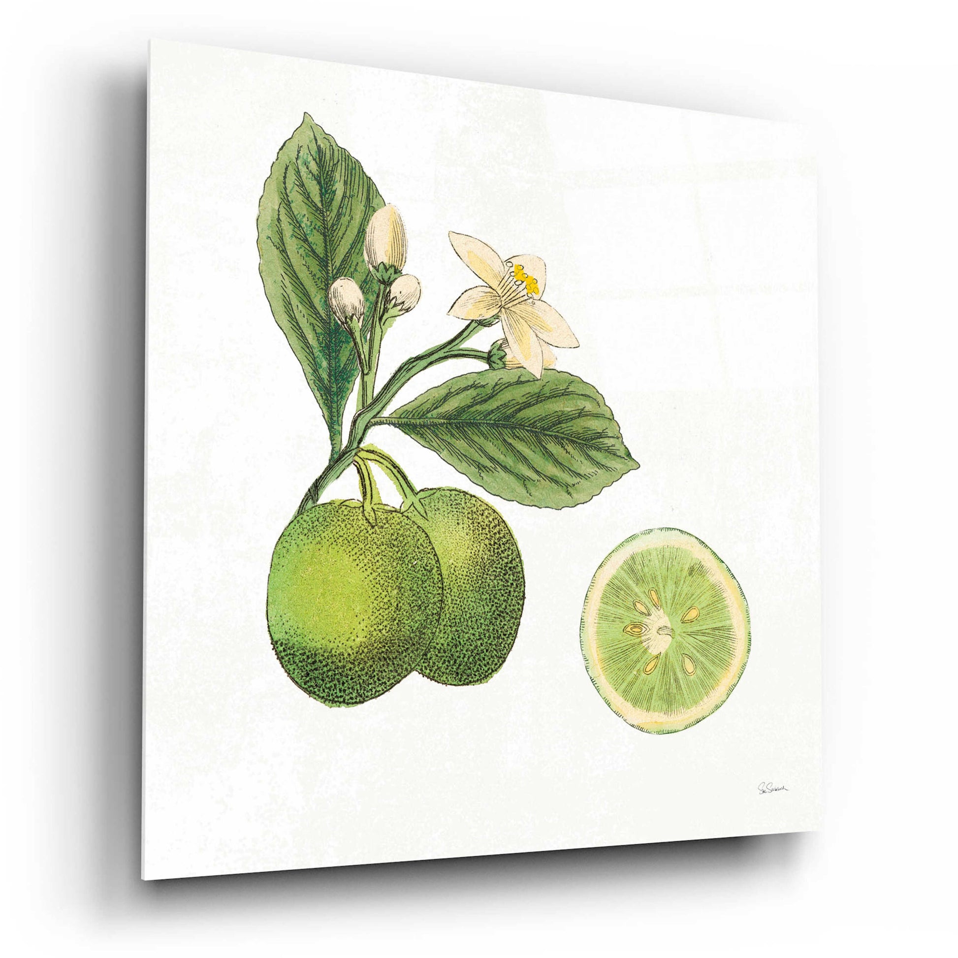 Epic Art 'Classic Citrus III' by Sue Schlabach, Acrylic Glass Wall Art,12x12