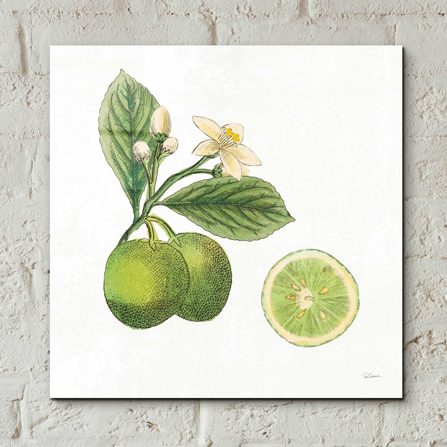 Epic Art 'Classic Citrus III' by Sue Schlabach, Acrylic Glass Wall Art,12x12