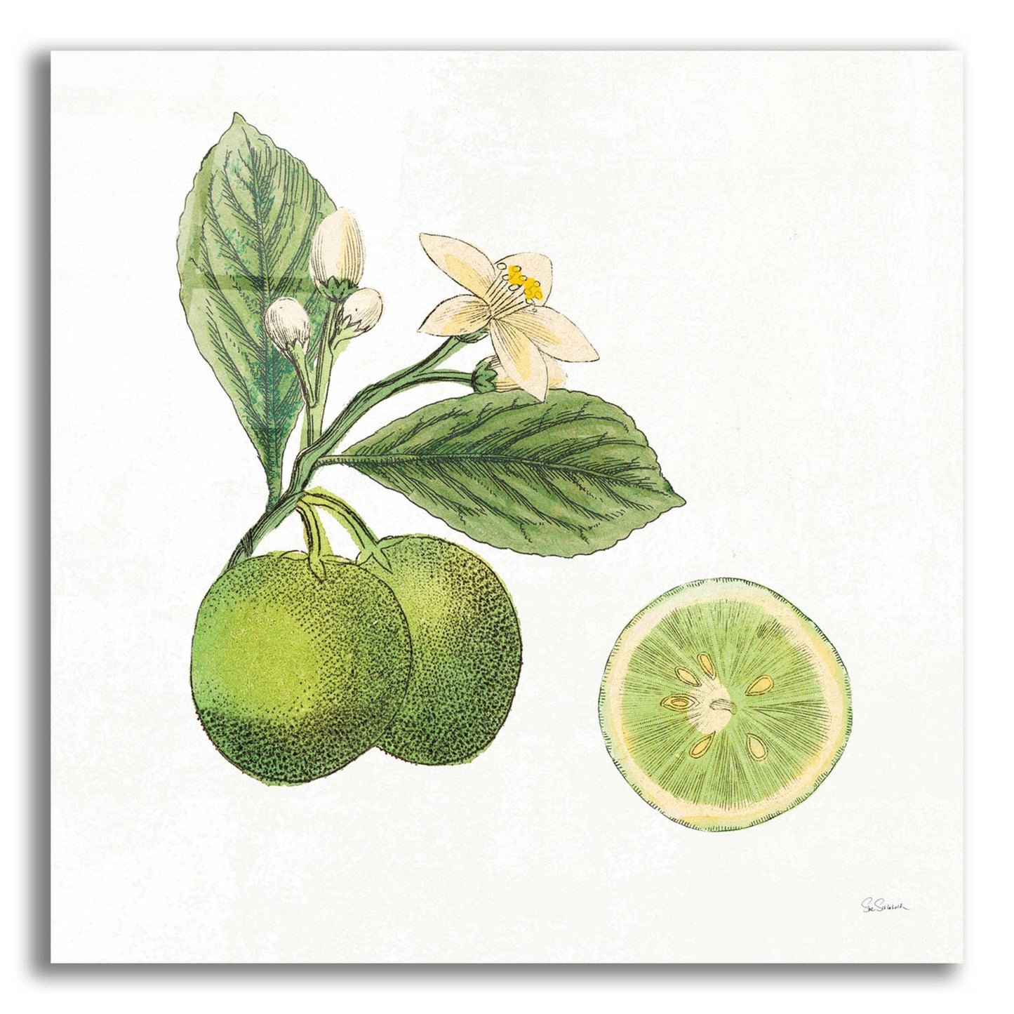 Epic Art 'Classic Citrus III' by Sue Schlabach, Acrylic Glass Wall Art,12x12