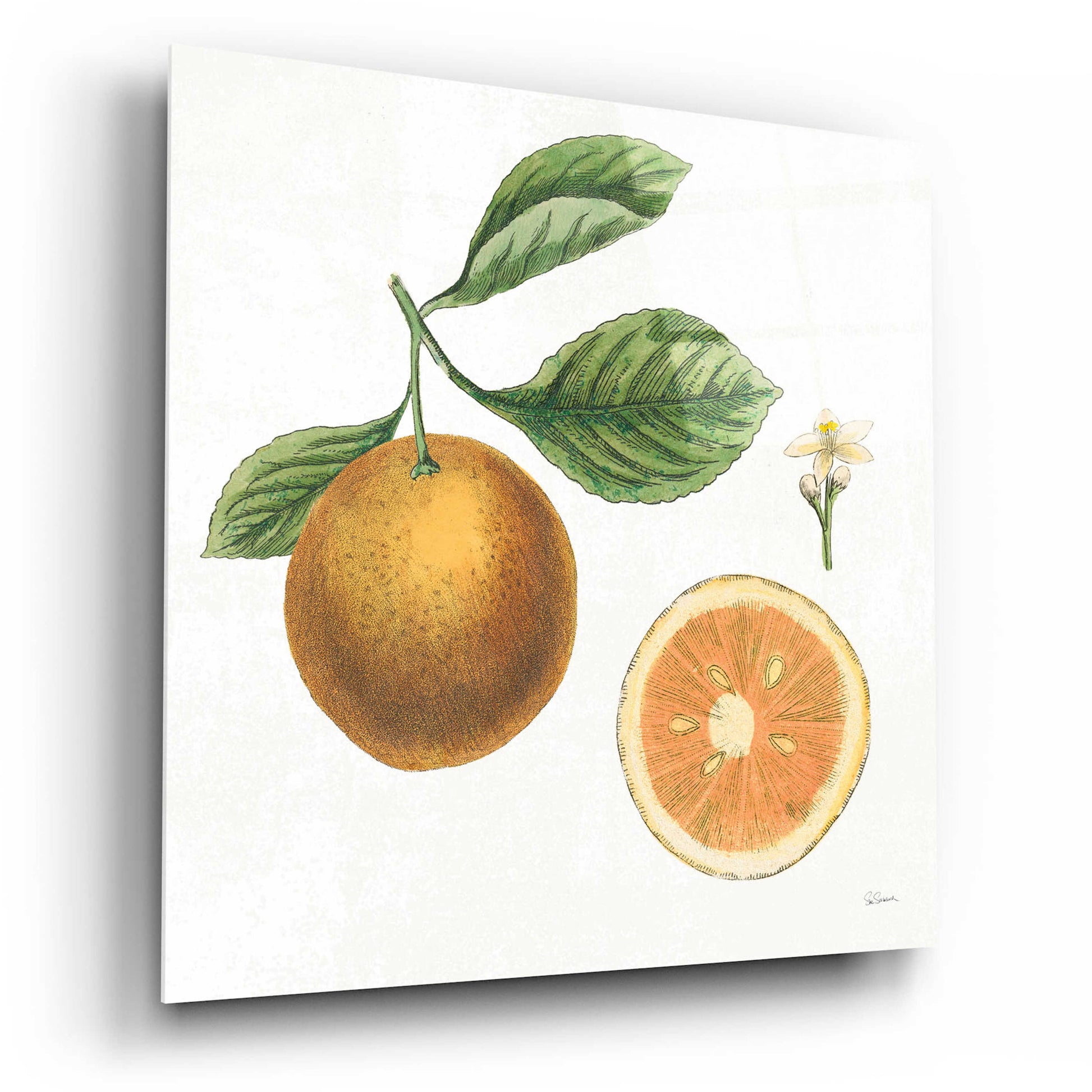 Epic Art 'Classic Citrus IV' by Sue Schlabach, Acrylic Glass Wall Art,12x12